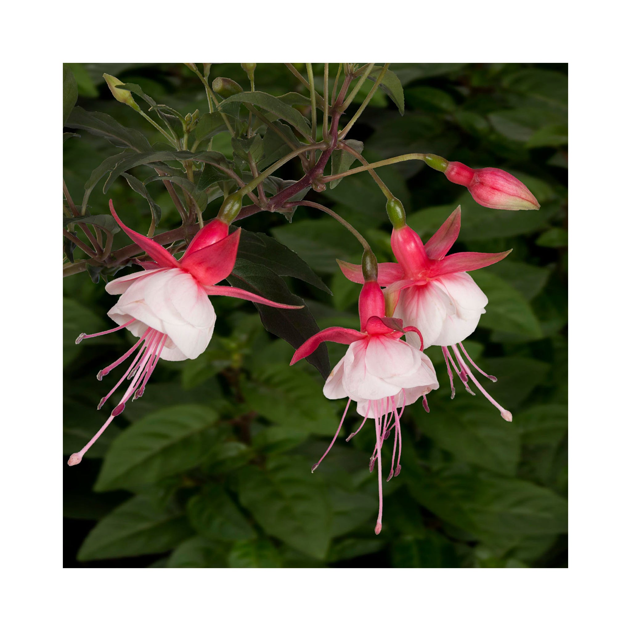 Bush Fuchsia Patio Princess