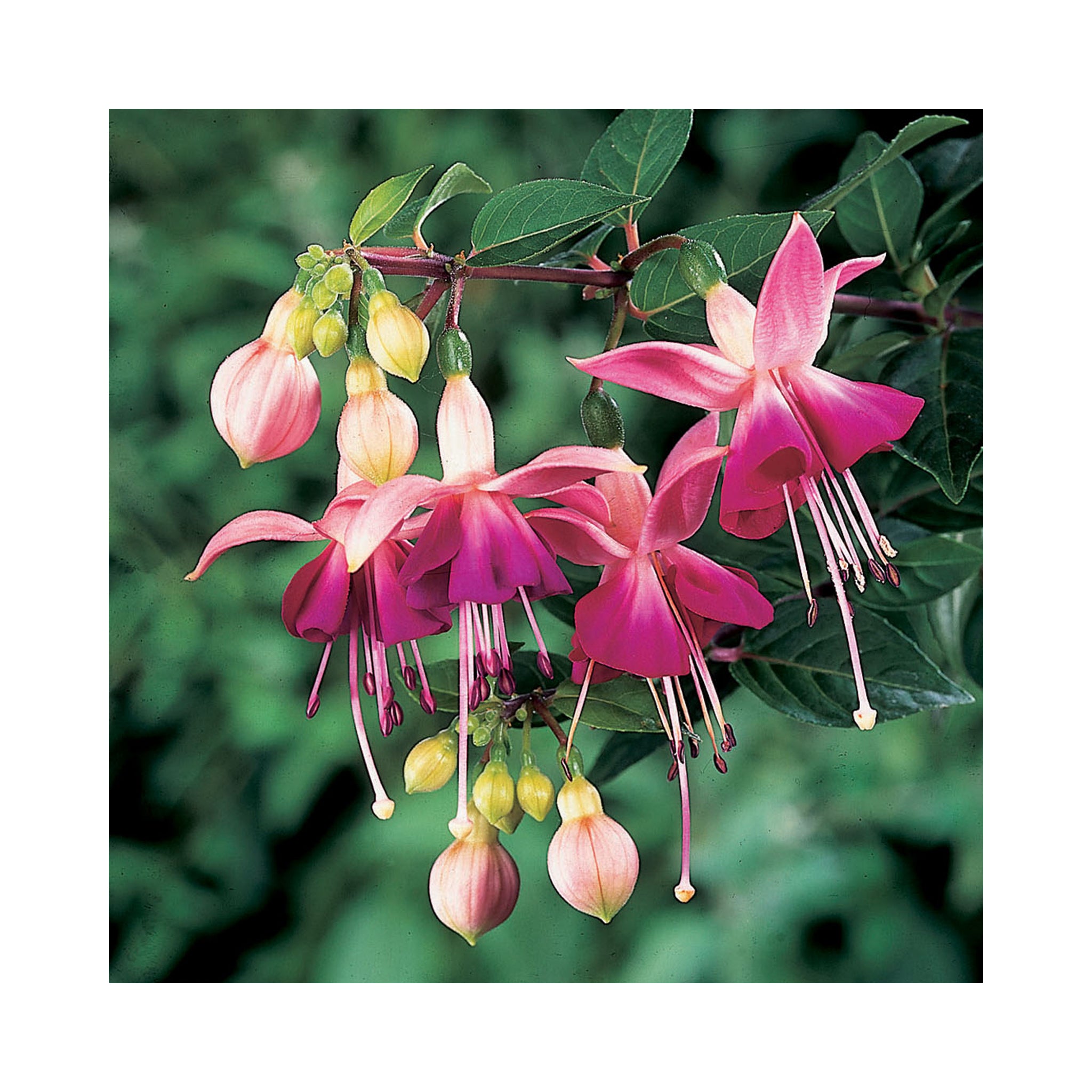 Bush Fuchsia Paula Jane