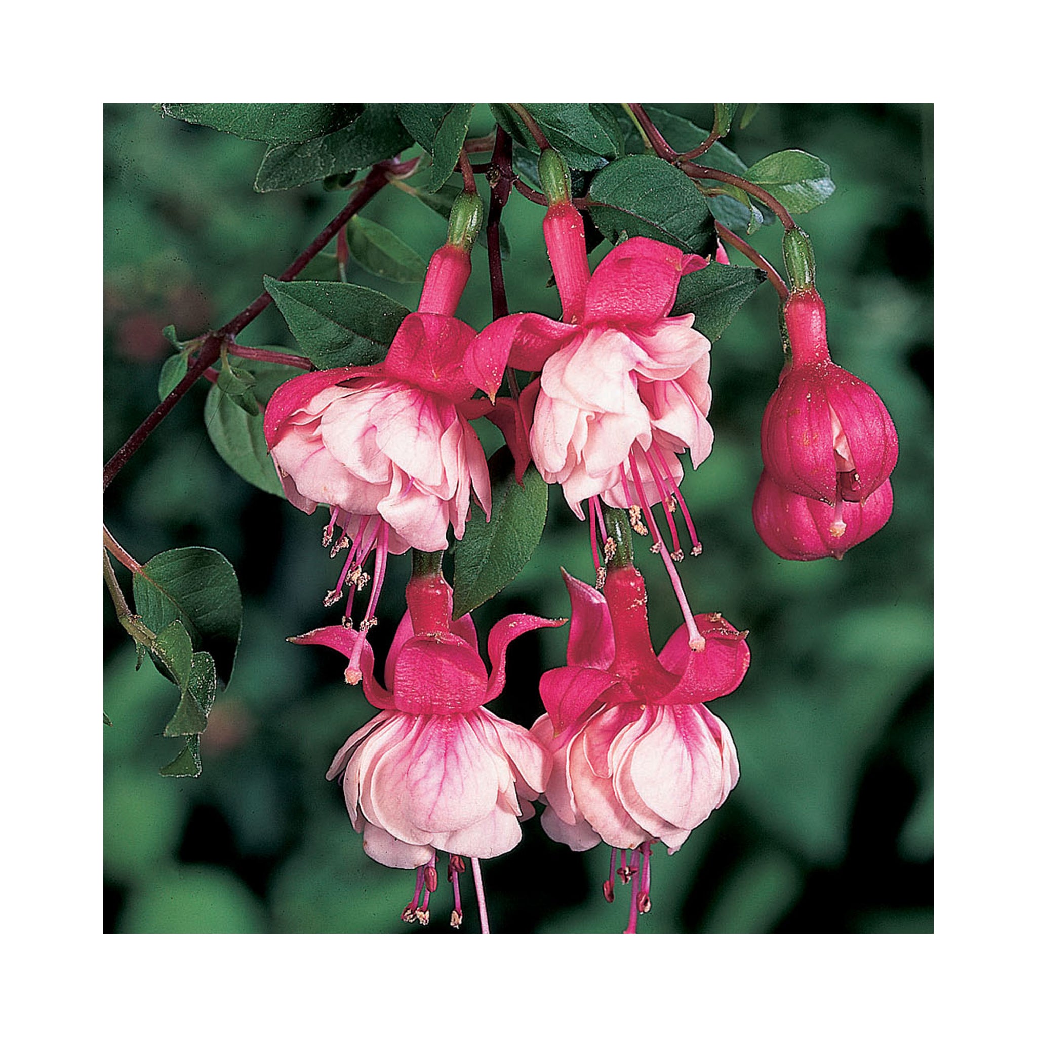 Bush Fuchsia Tausendschon