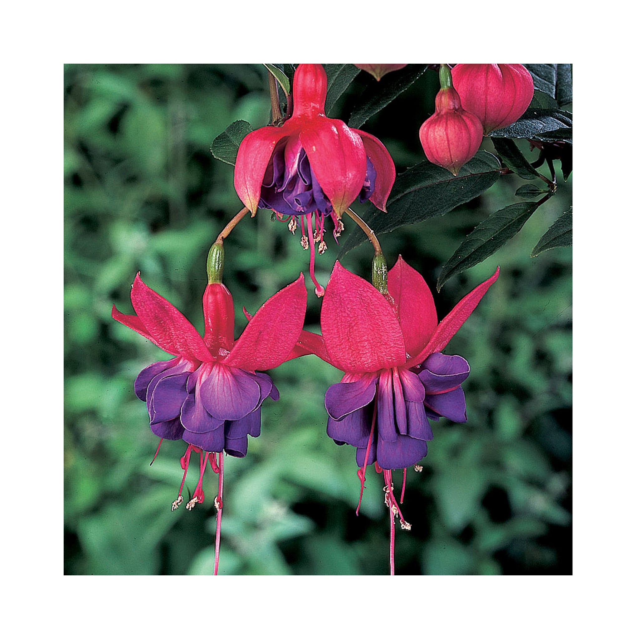 Bush Fuchsia Winston Churchill