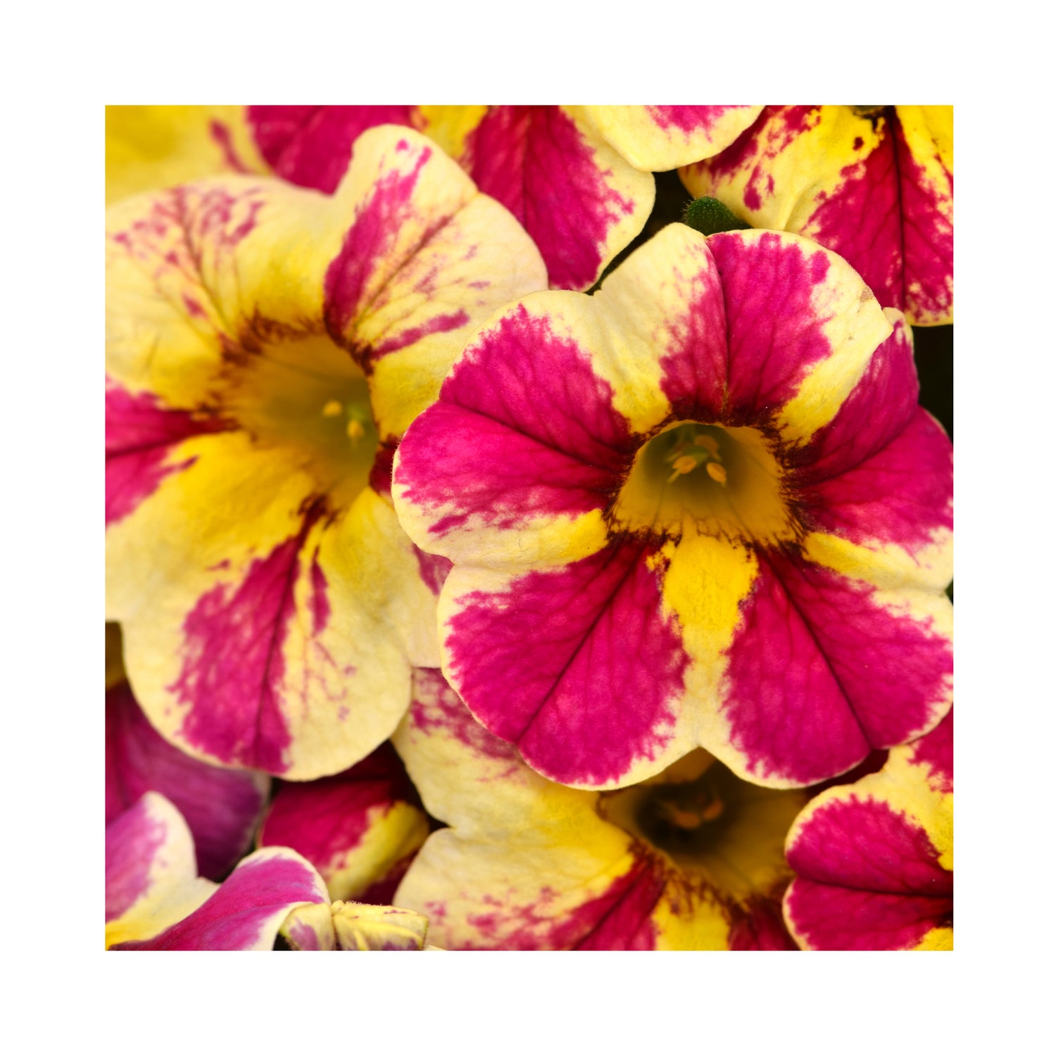 Calibrachoa Candy Shop Bouquet