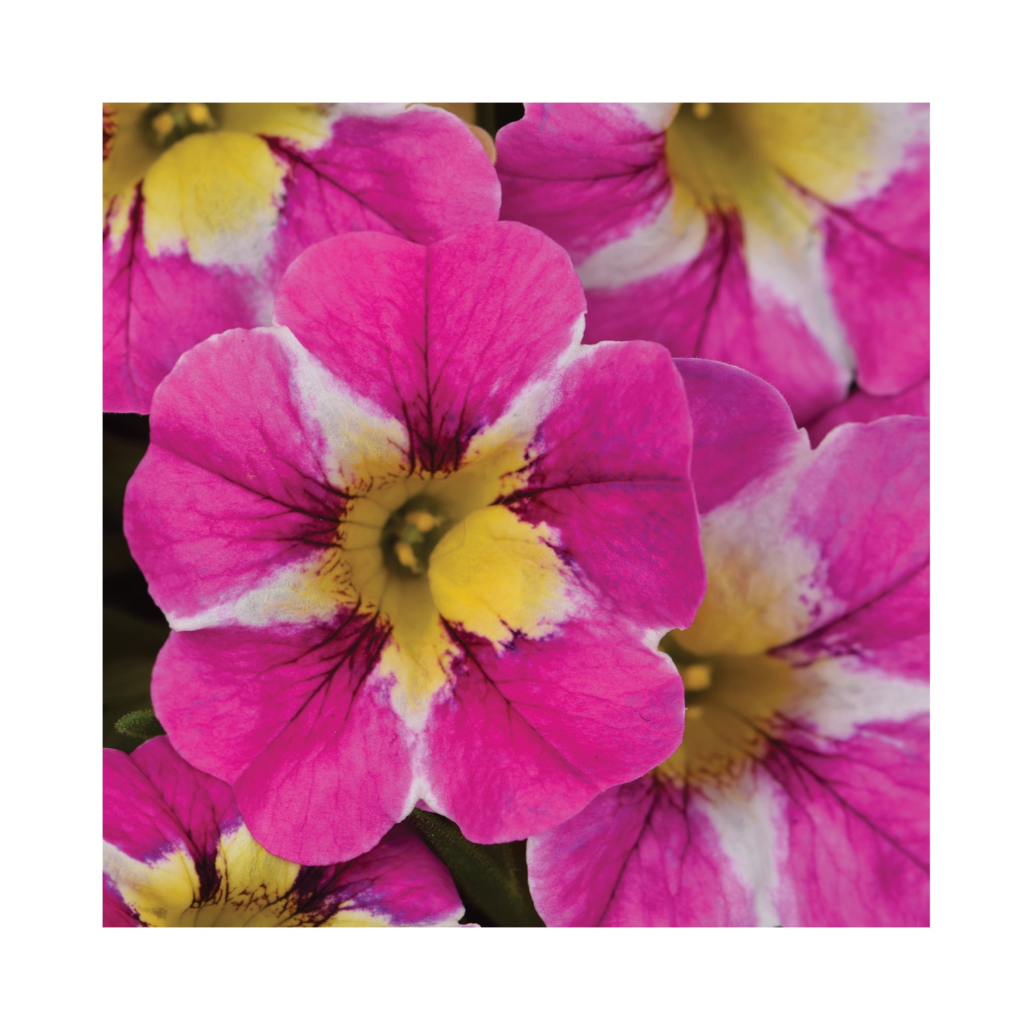 Calibrachoa Candy Shop Collection