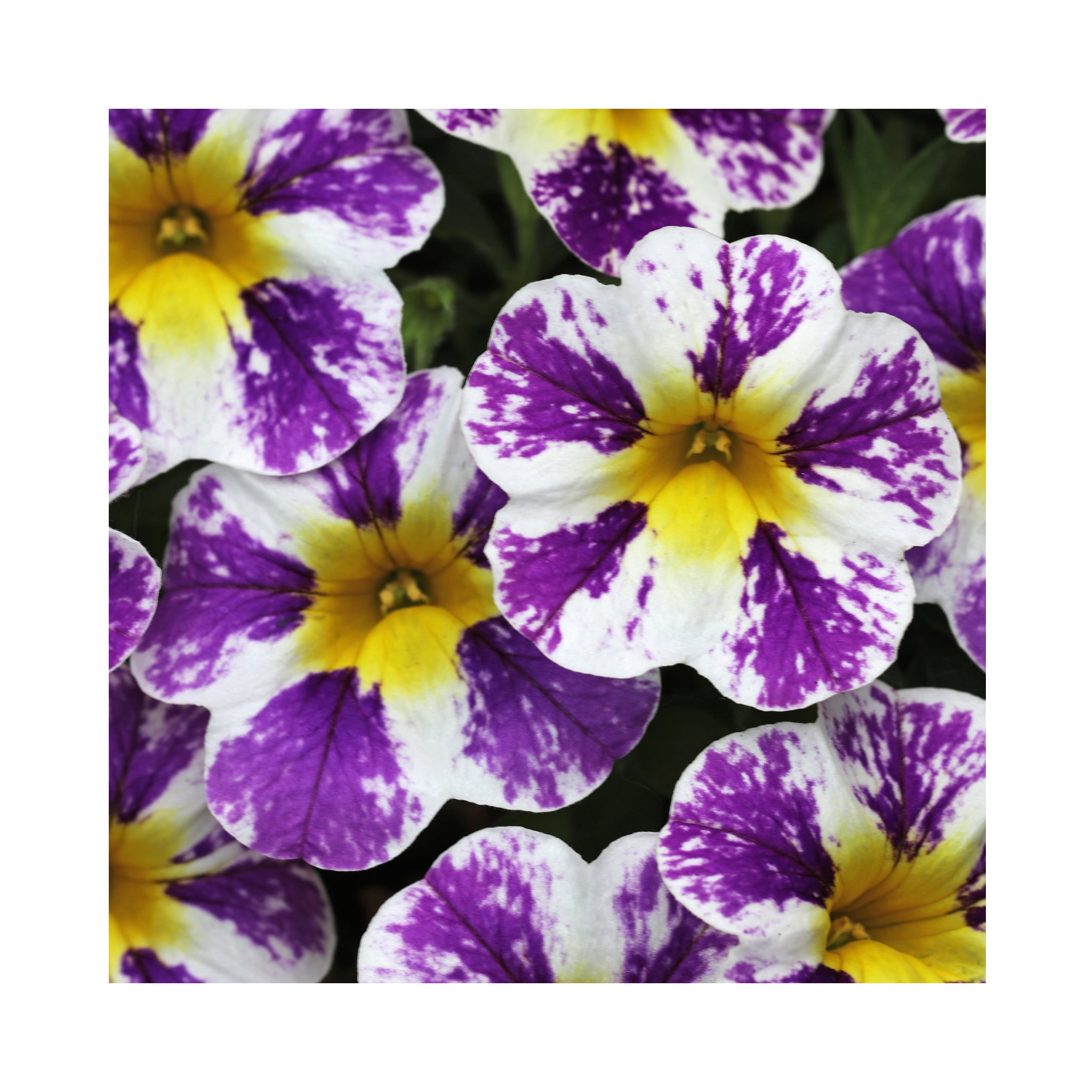 Calibrachoa Candy Shop Grape Splash