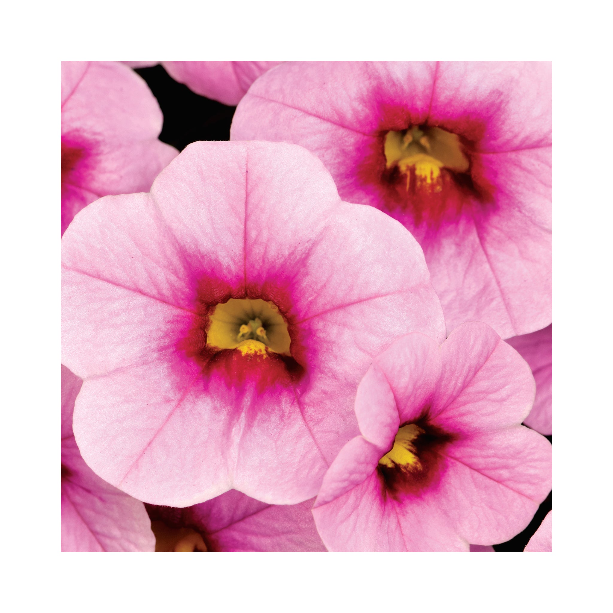 10 Mixed Calibrachoa Starter Plants Summer Collection