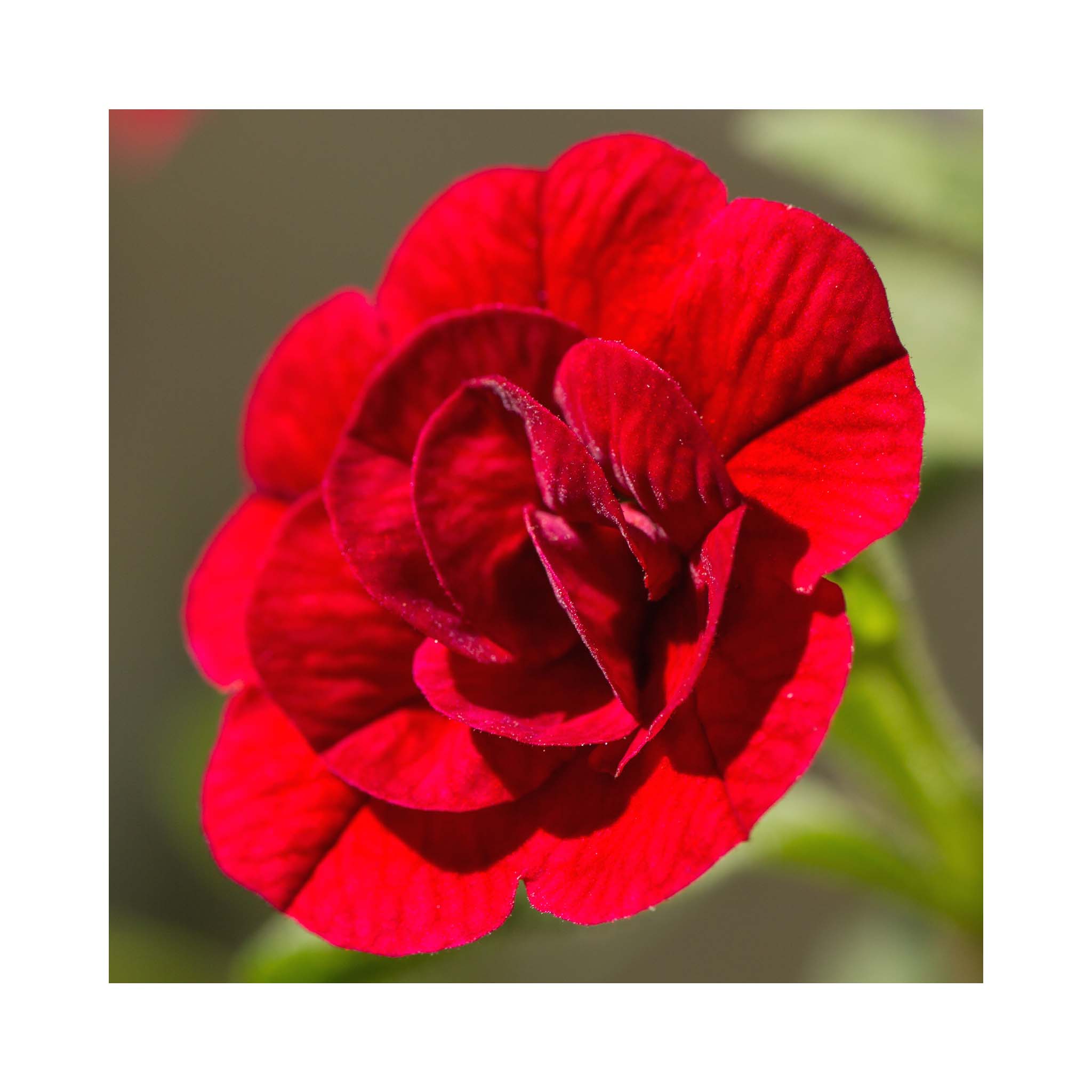 Calibrachoa PortuCal Double Red