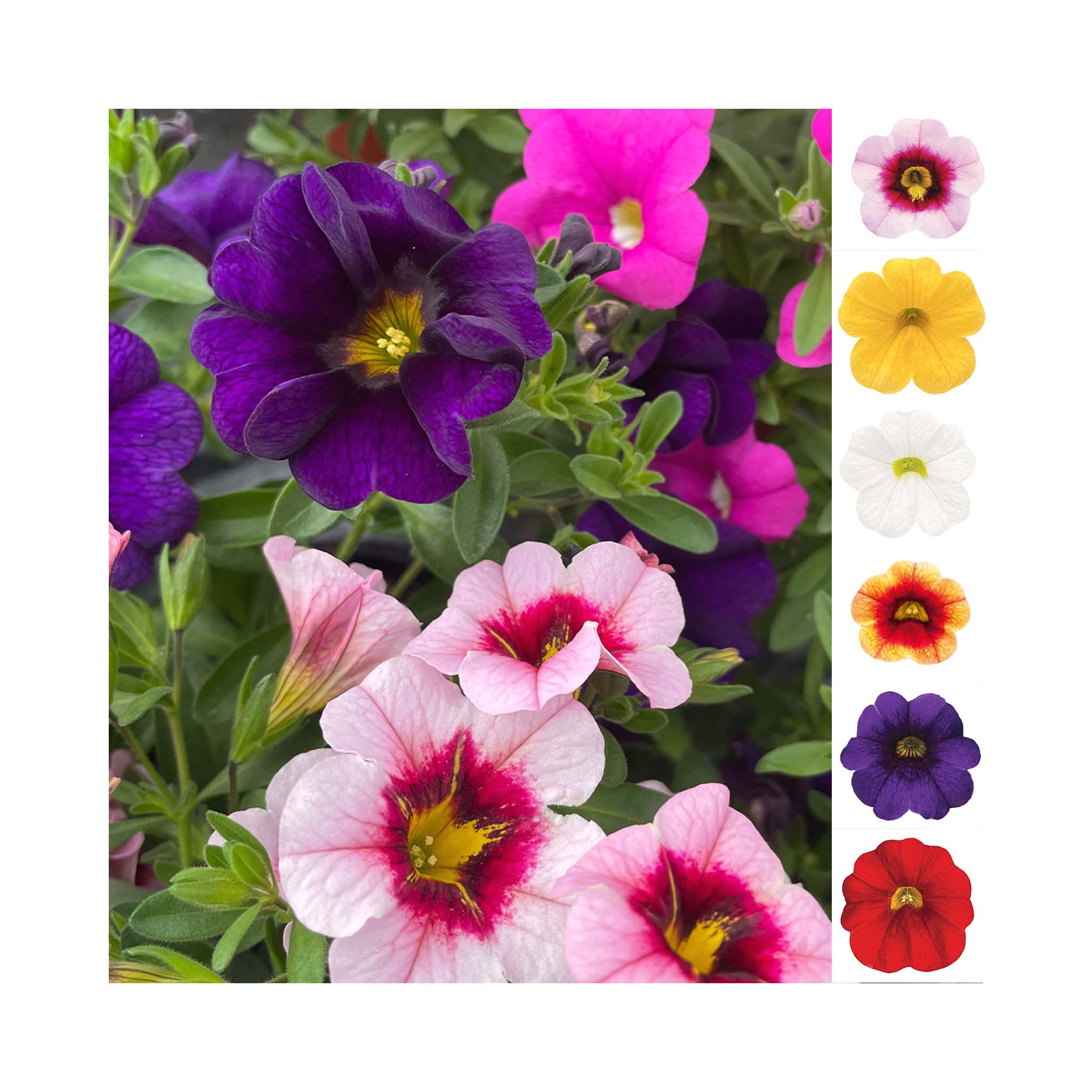 Calibrachoa Portucal Trailing Collection