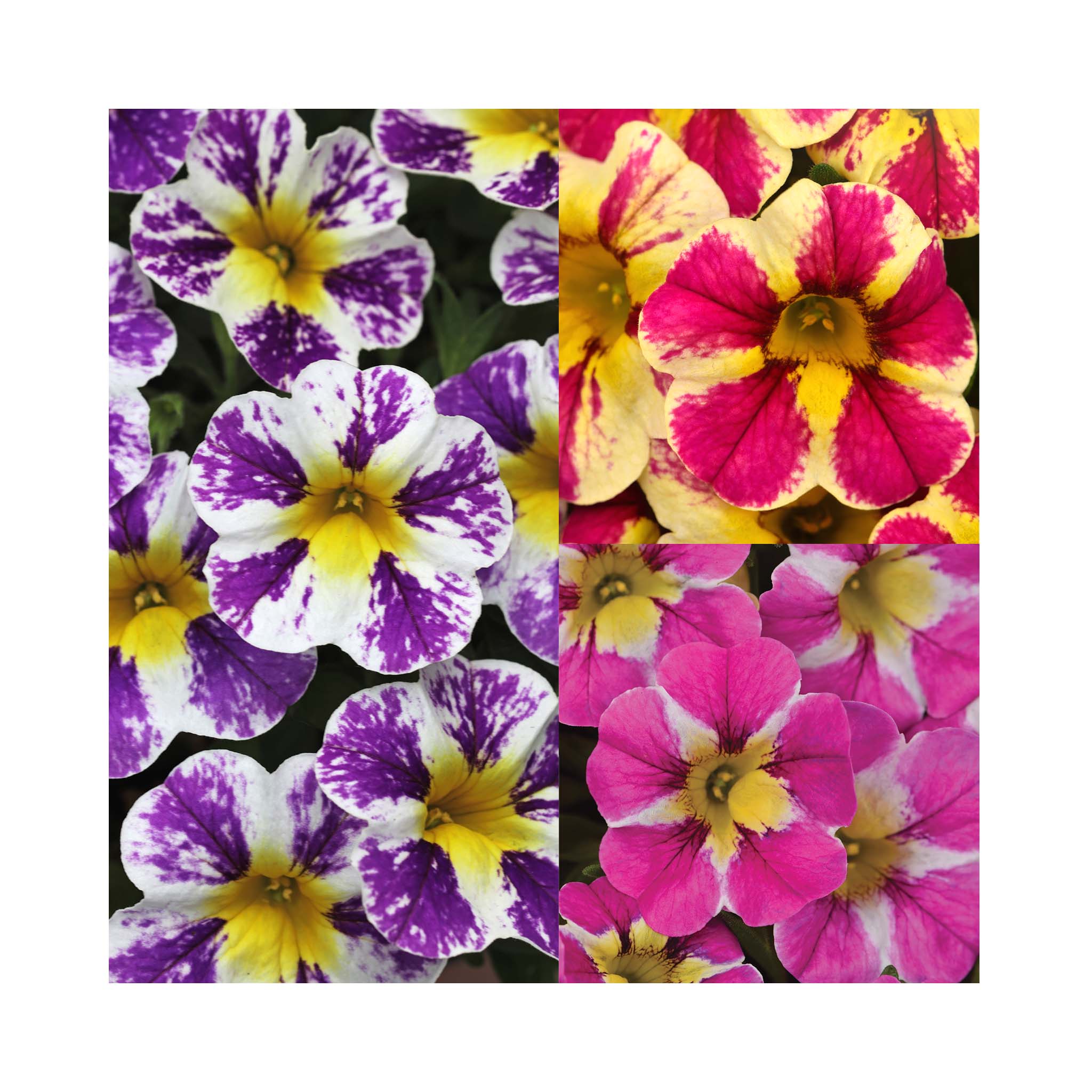 Calibrachoa Candy Shop Collection