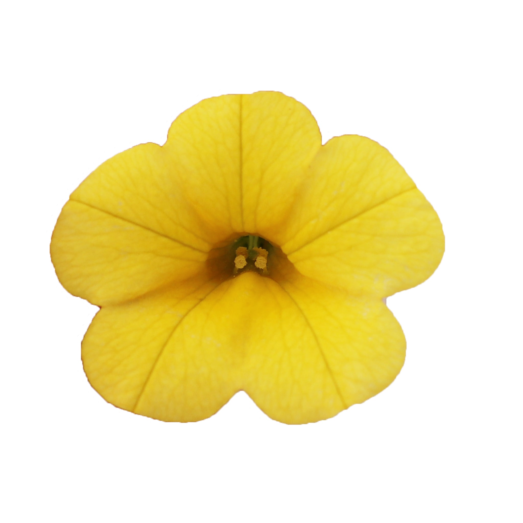 Calibrachoa Calipetite Yellow