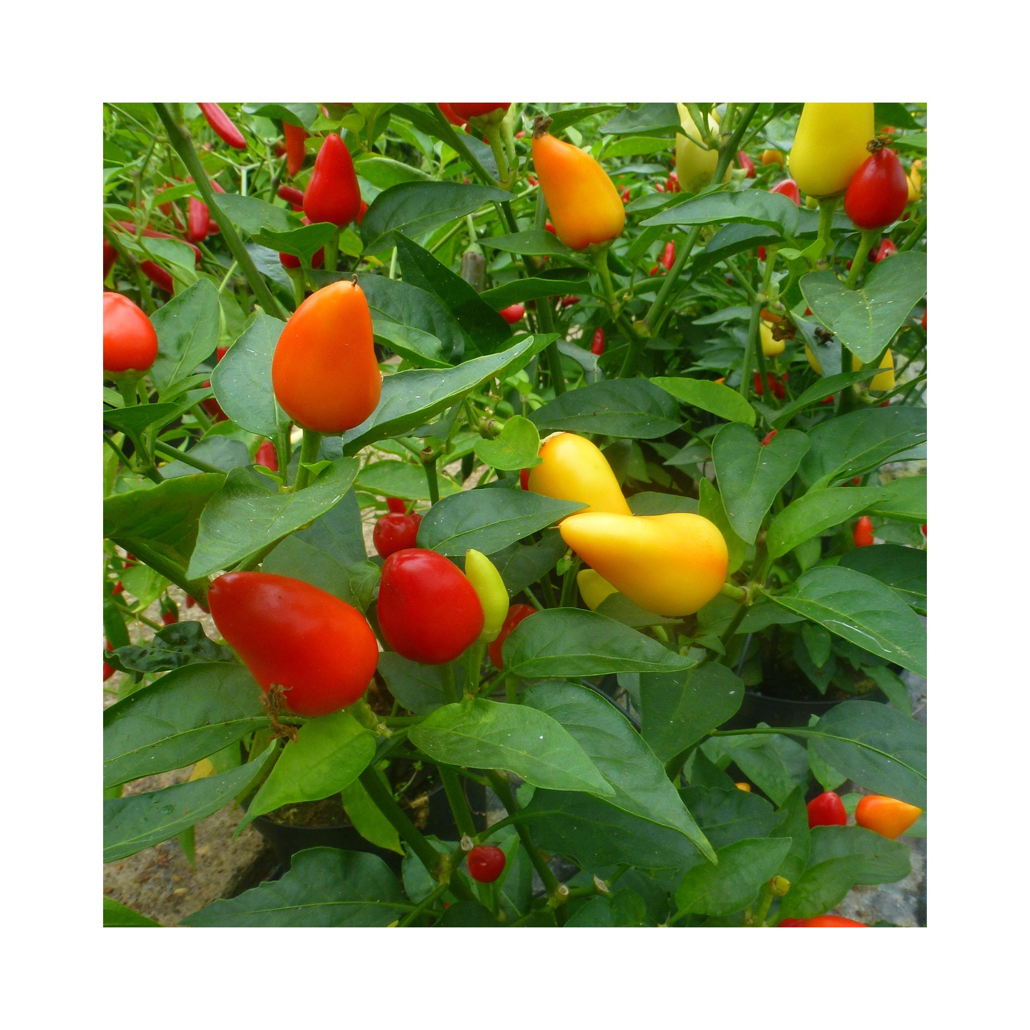 Ornamental Chilli Plant Collection 6 potted plants (they taste good too!)