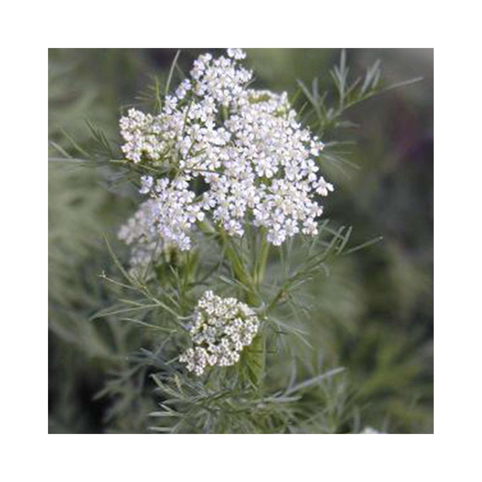Caraway