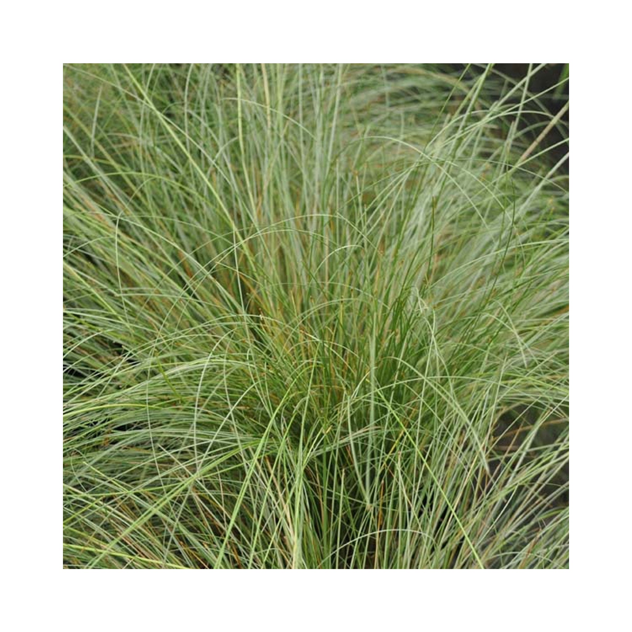 Mixed Evergreen Ornamental Grasses. 6 starter plants
