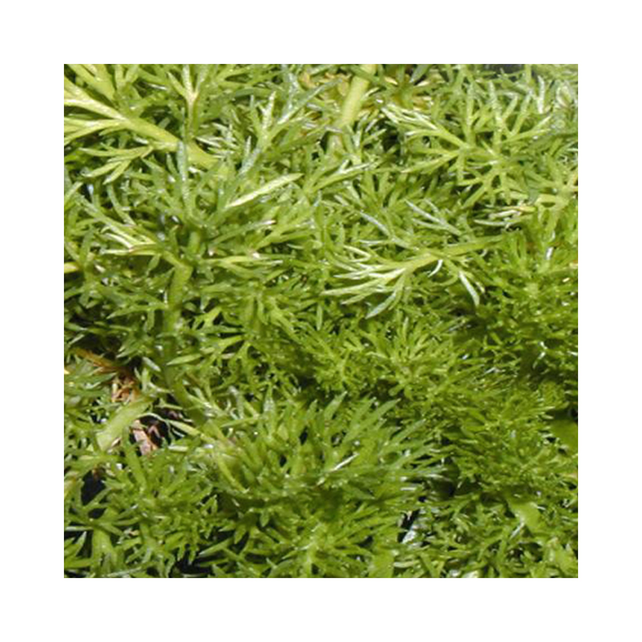 Chamomile Lawn