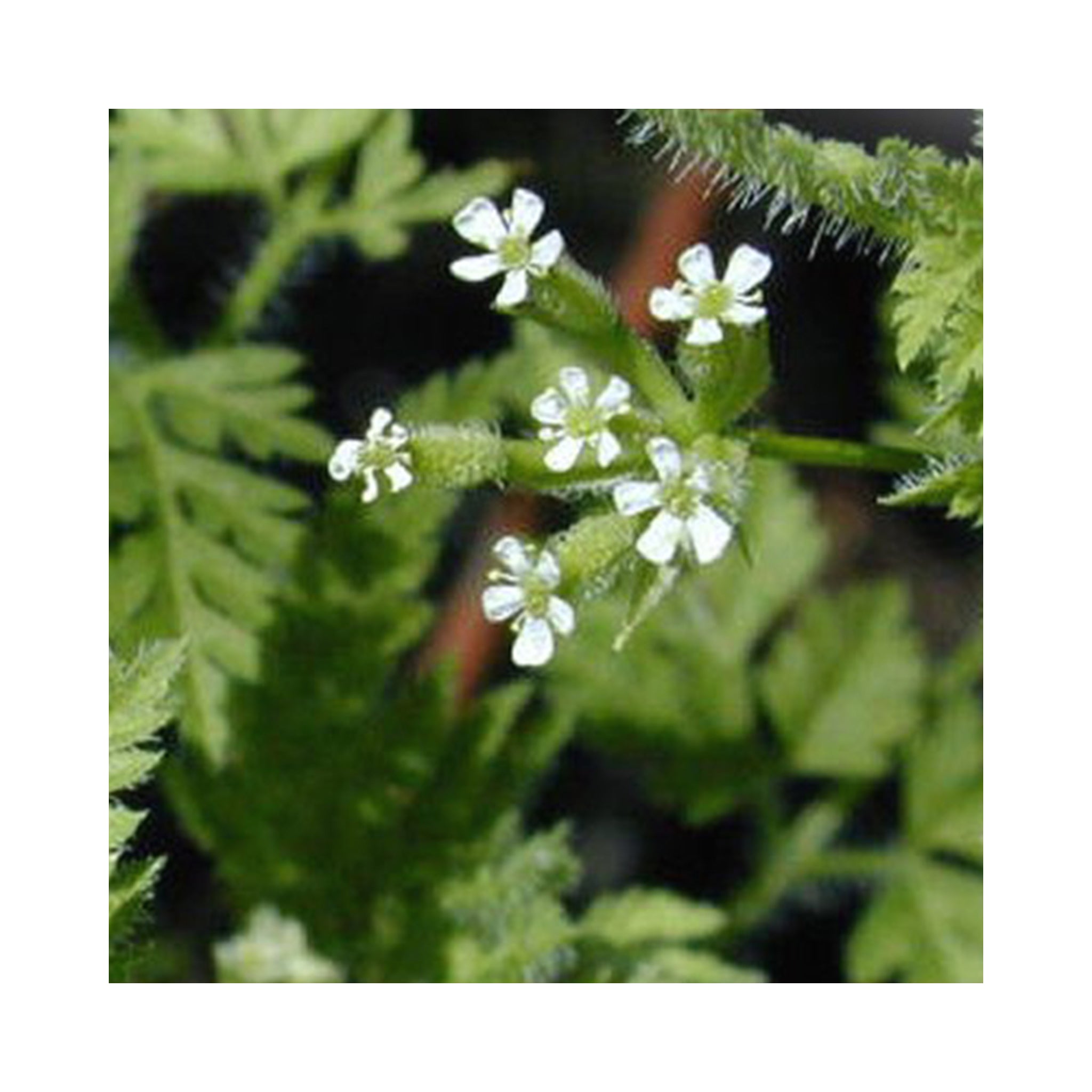 Chervil