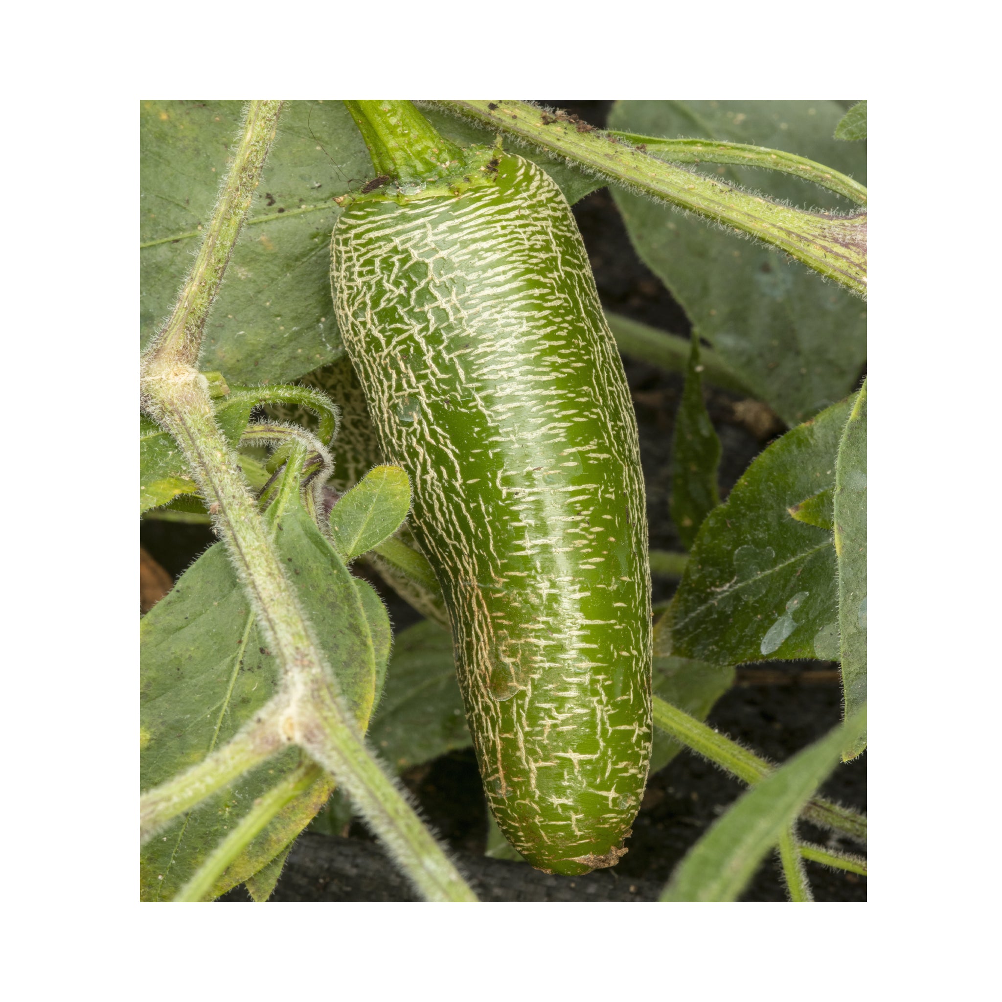 Chilli Farmer Jalapeno Plant