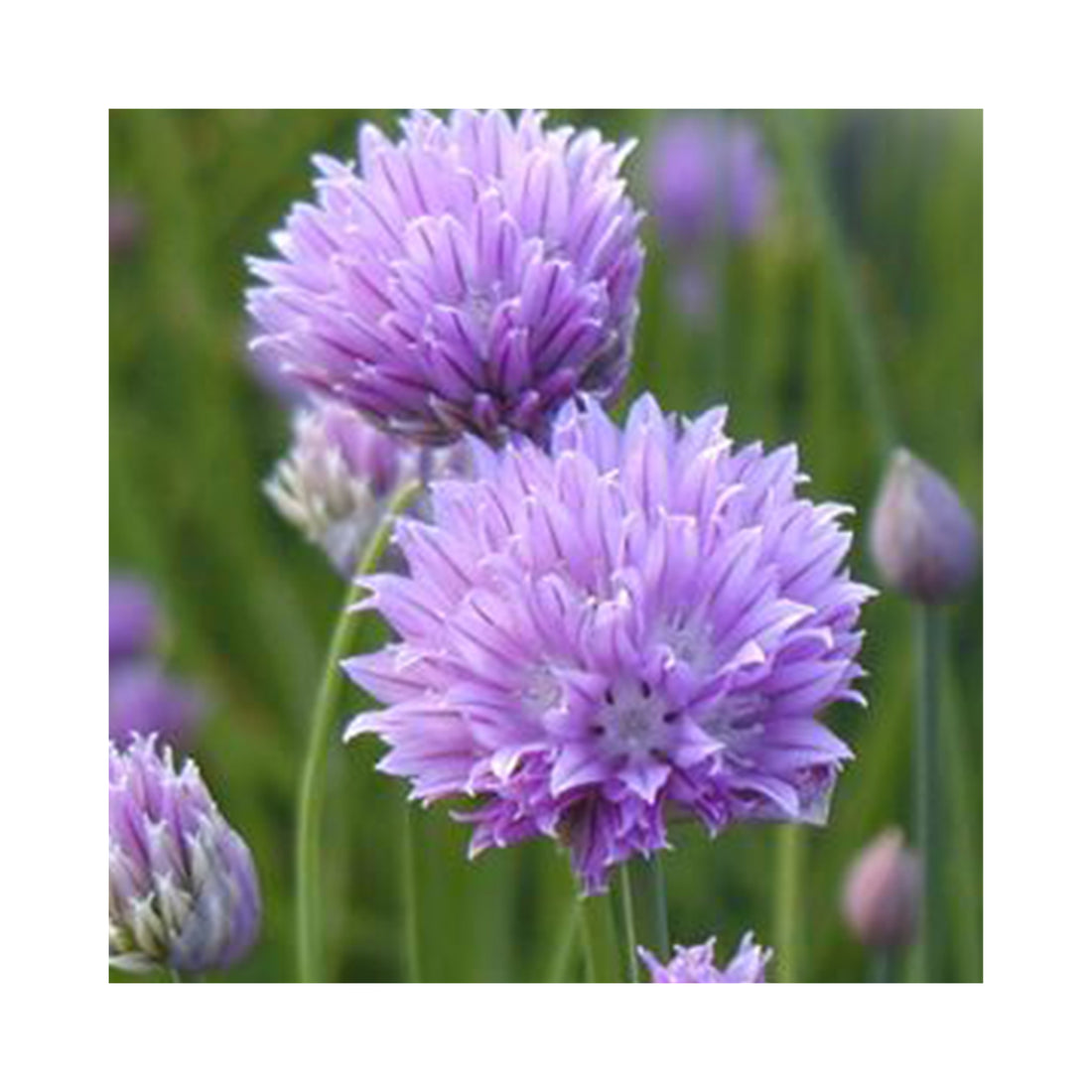 Chives