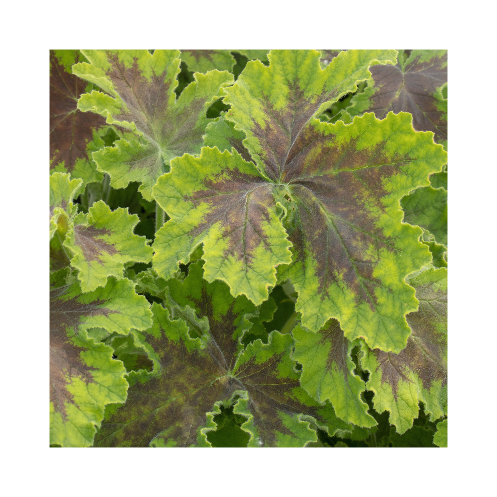 Scented Geranium Chocolate Peppermint