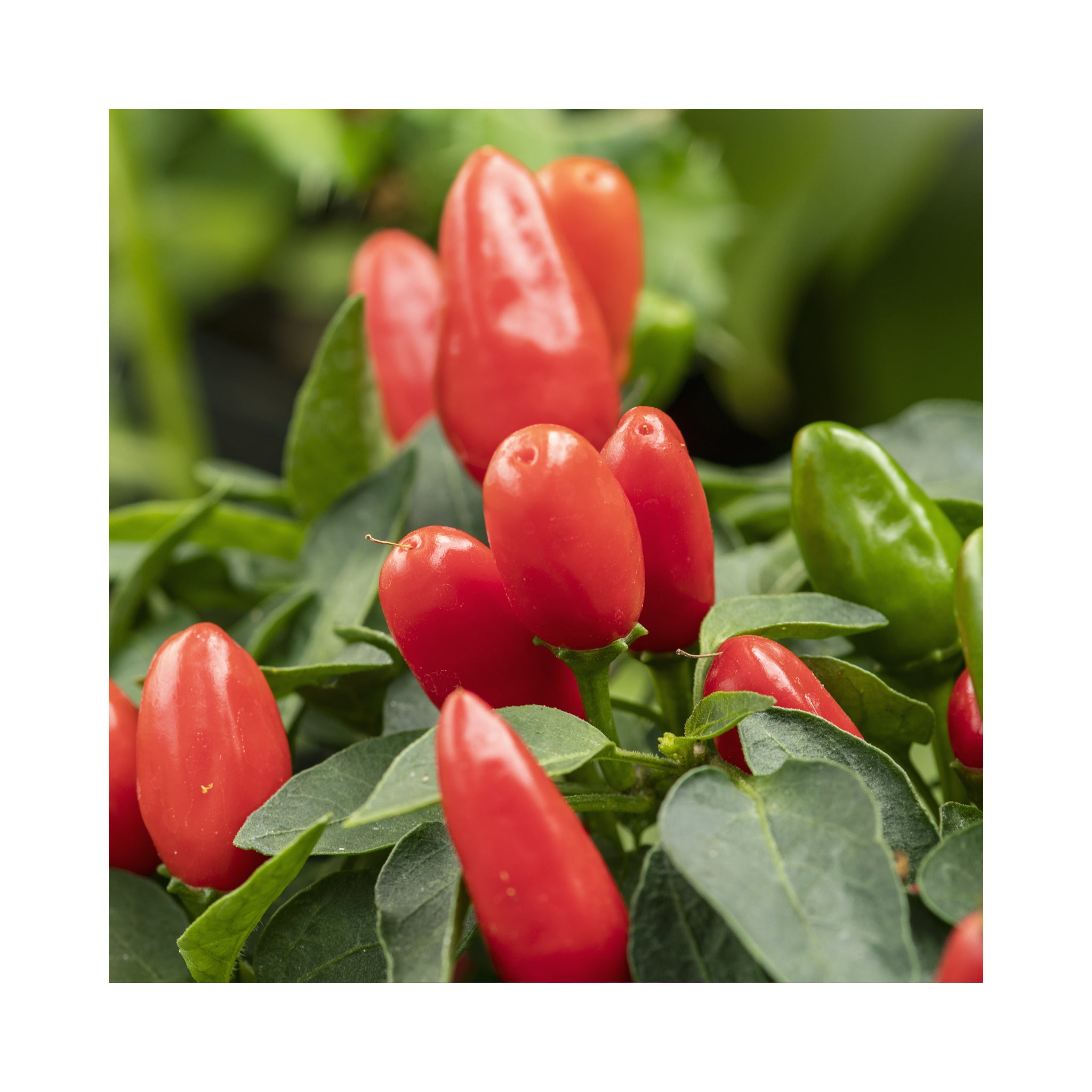Ornamental Chilli Plant Collection 6 potted plants (they taste good too!)