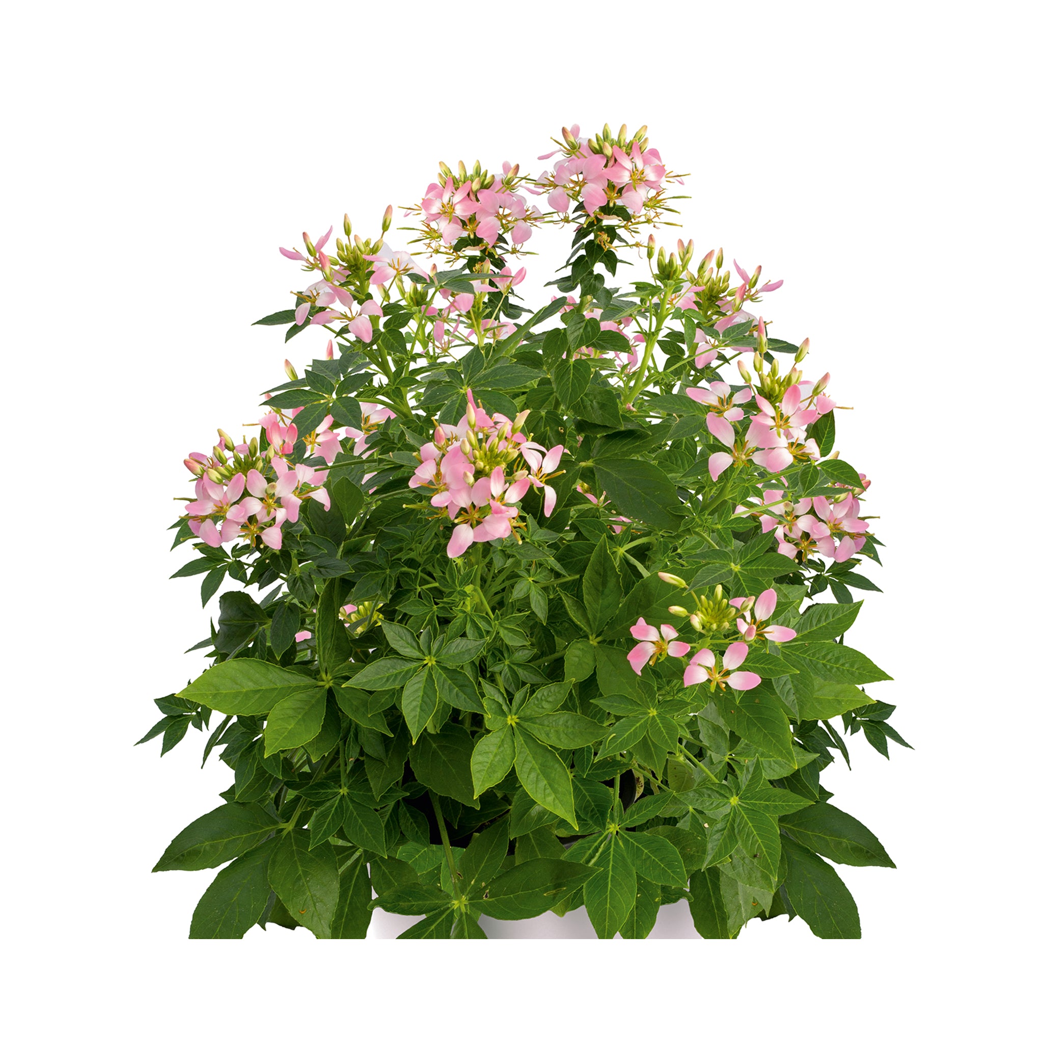 Cleome Arana Rose