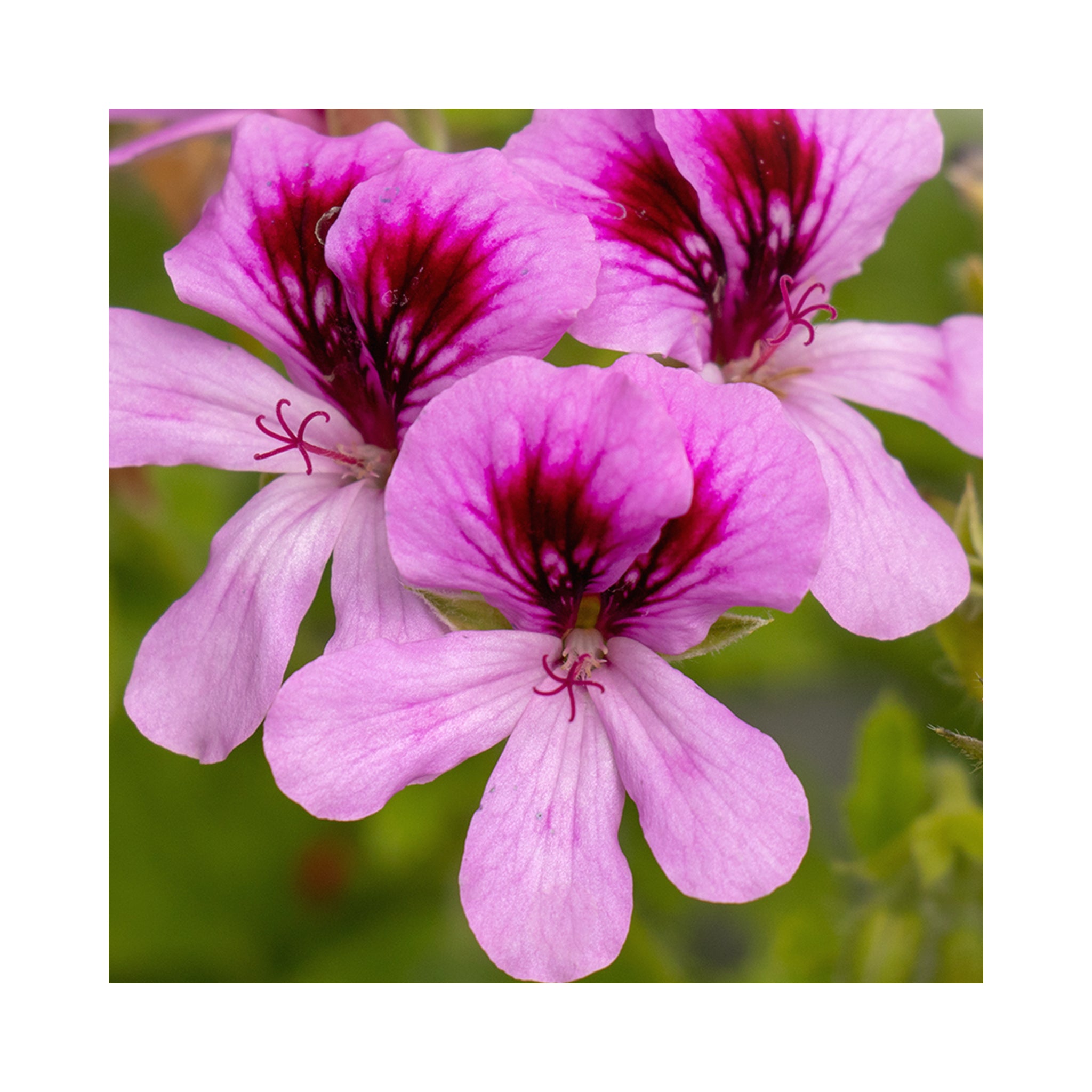 Scented Geranium Cola Bottles