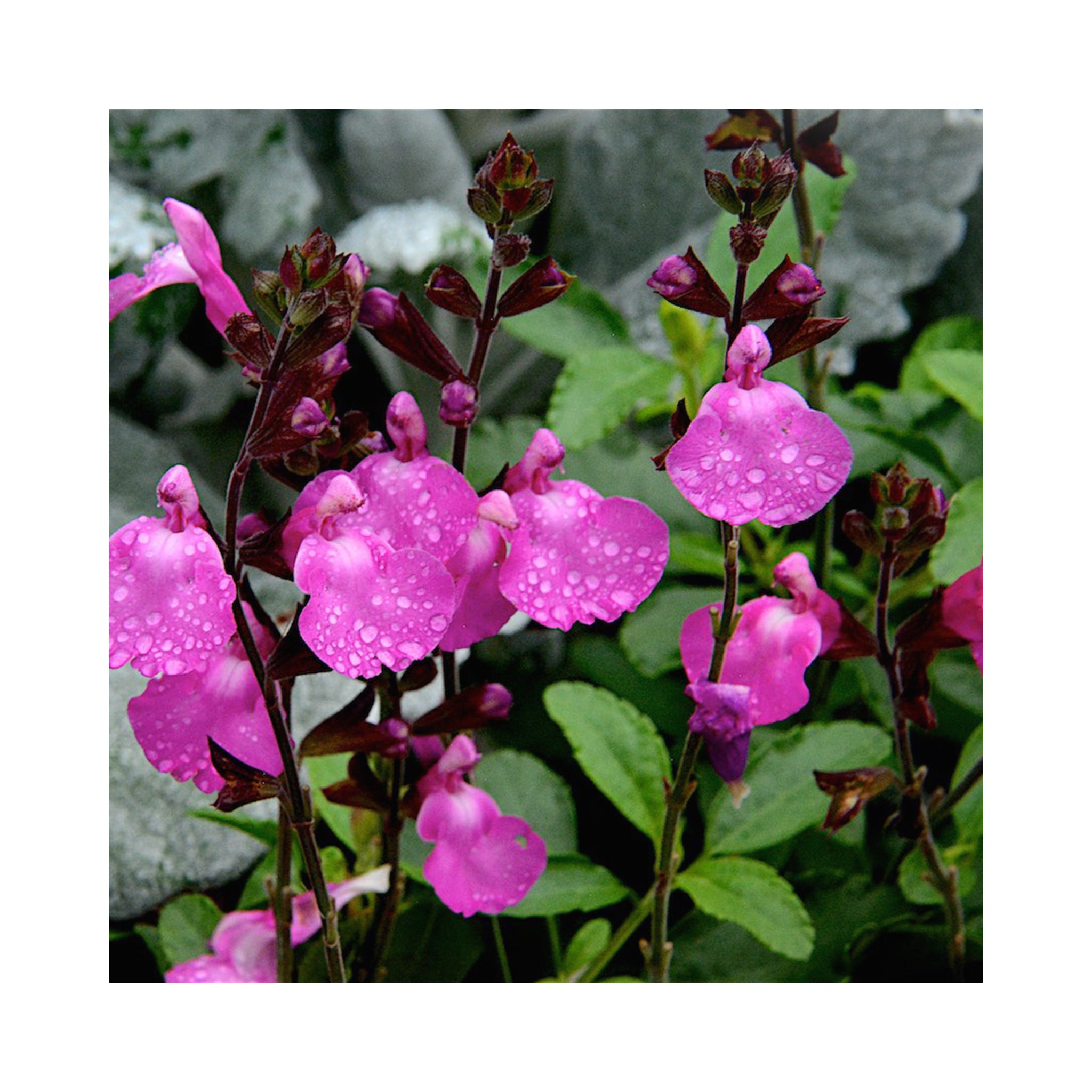 Salvia Cool Pink