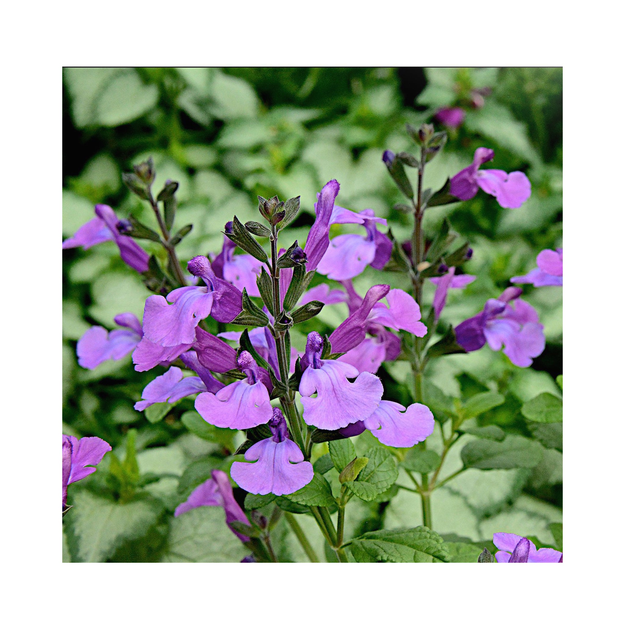 Salvia Cool Violet