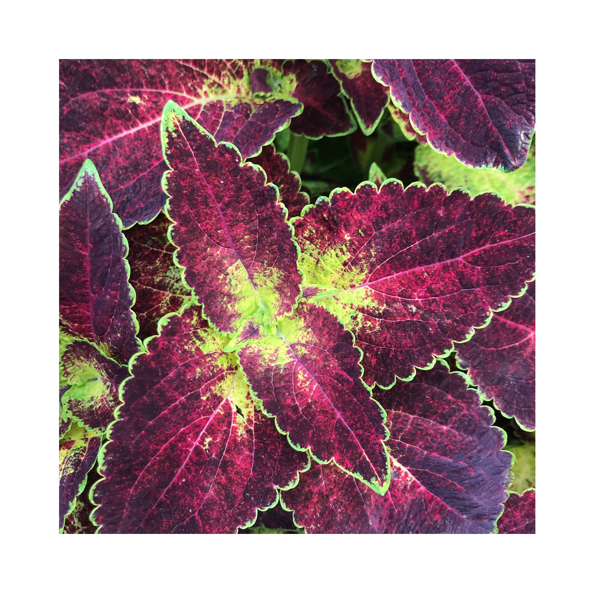 Coleus Bloody Mary