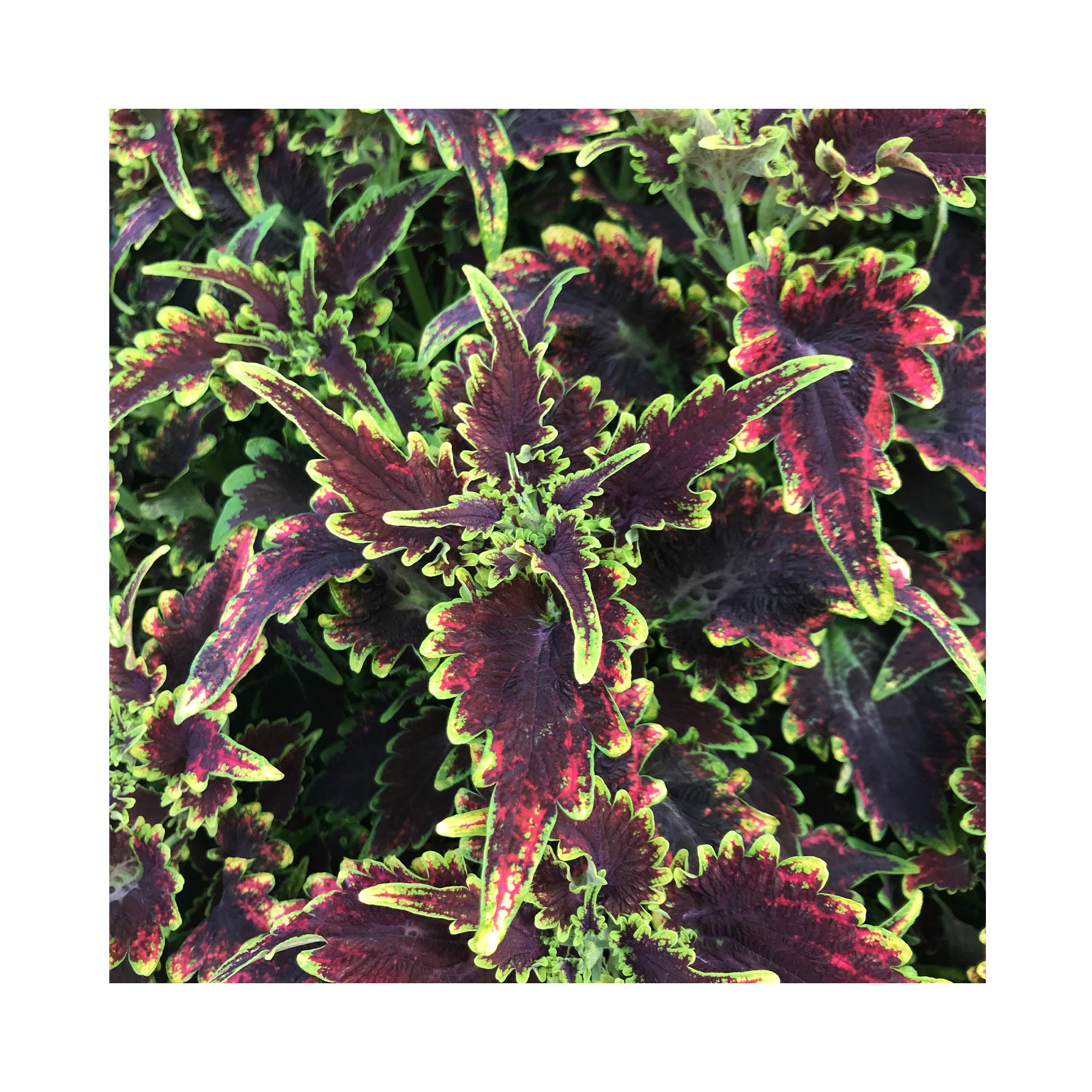 Coleus Daiquiri