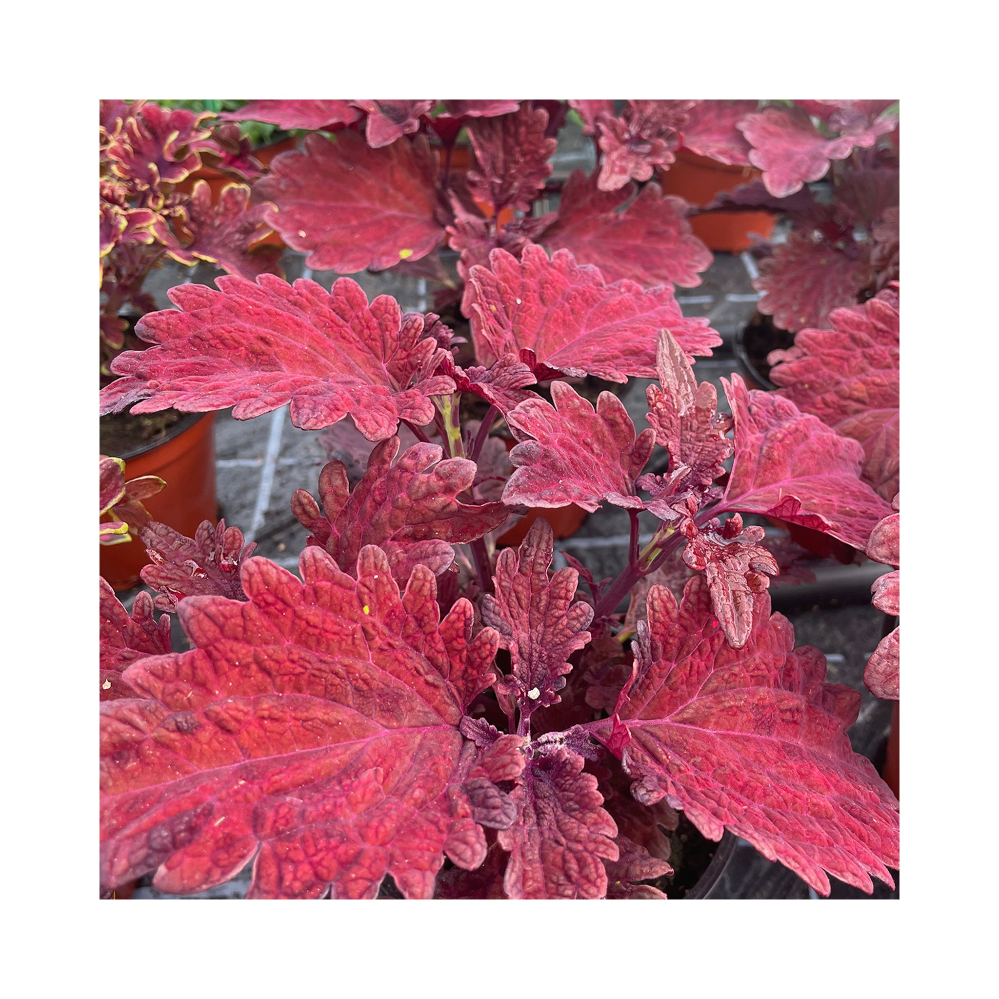 Coleus Sangria
