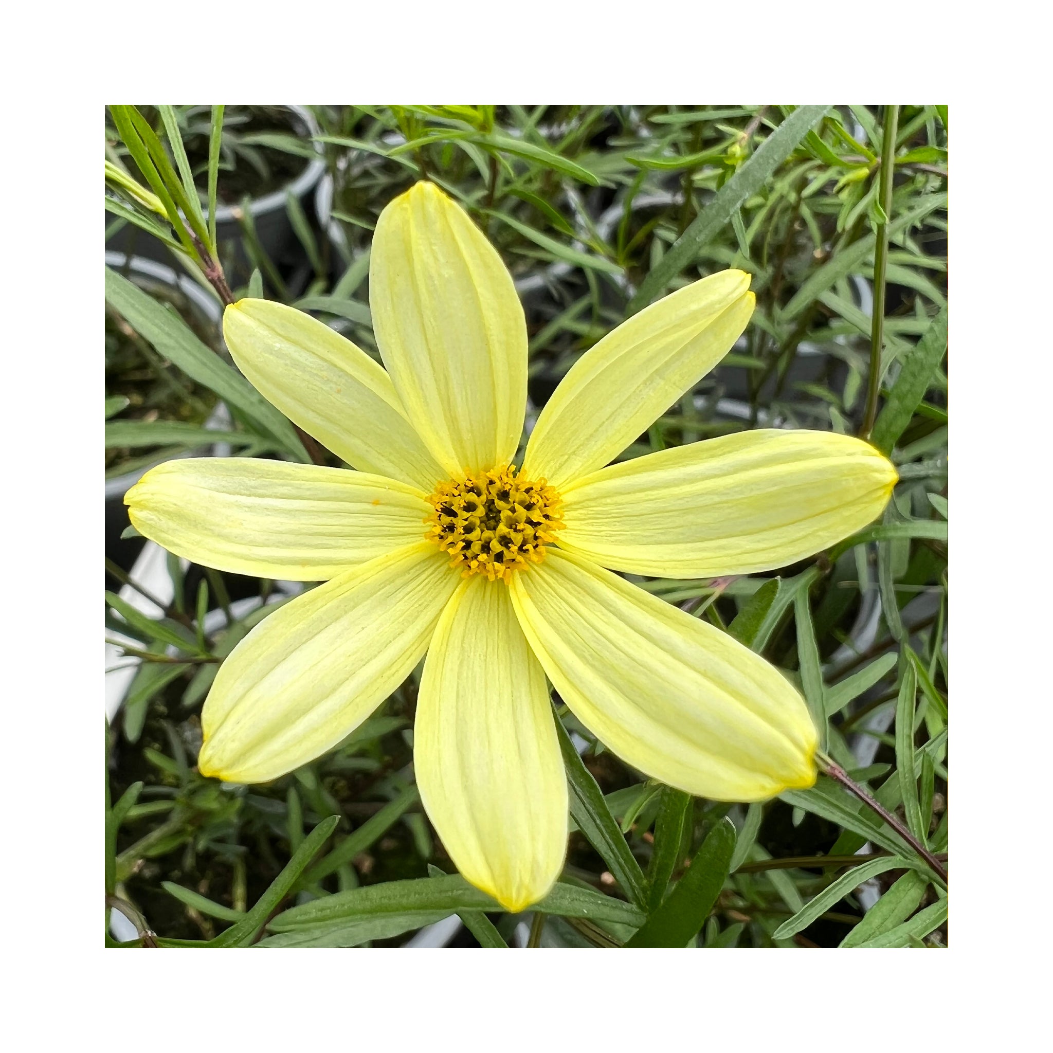 6 Pack of Hardy Perennial Cottage Garden Plants. Each Variety Labelled.