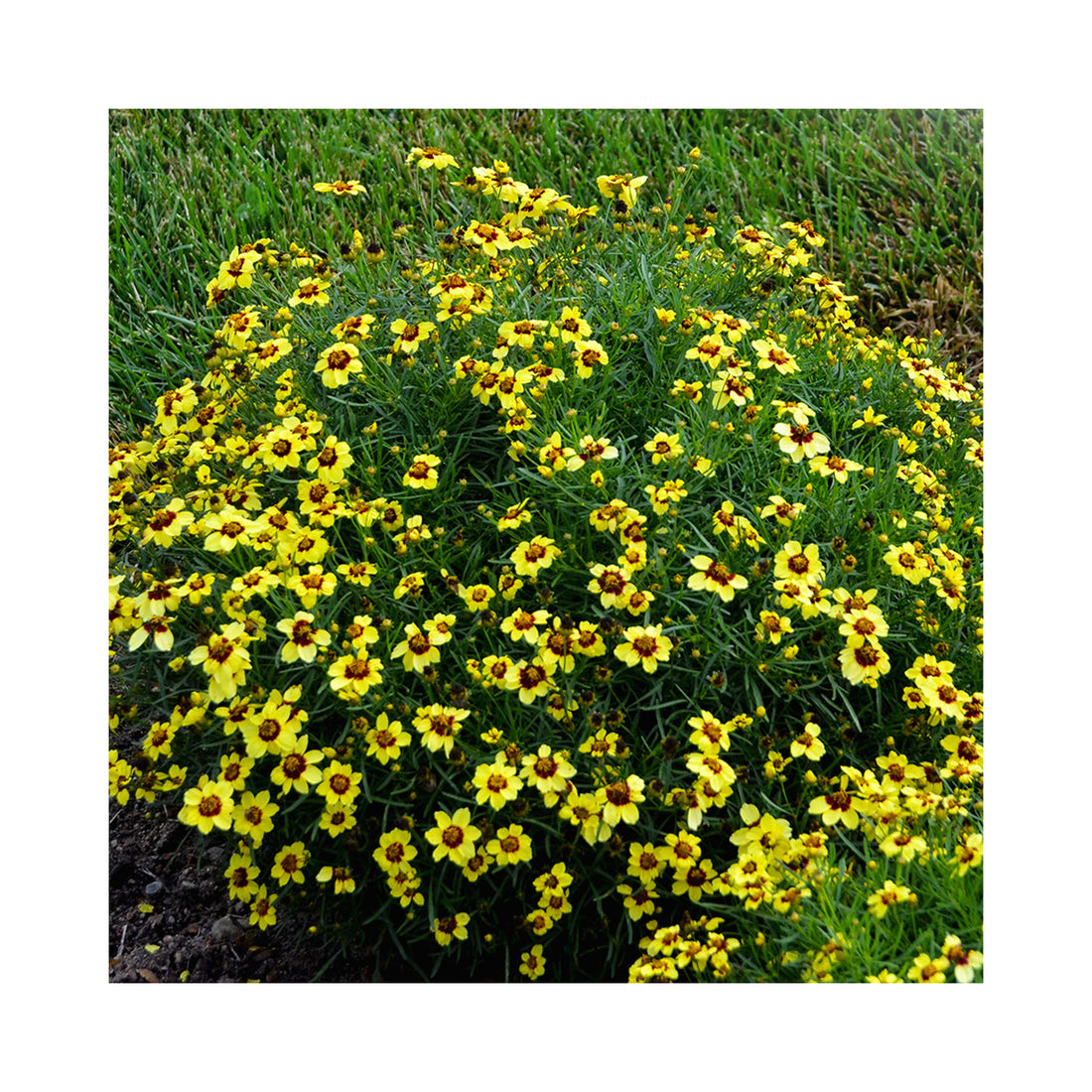 Coreopsis verticilla Sizzle & Spice Sassy Saffron