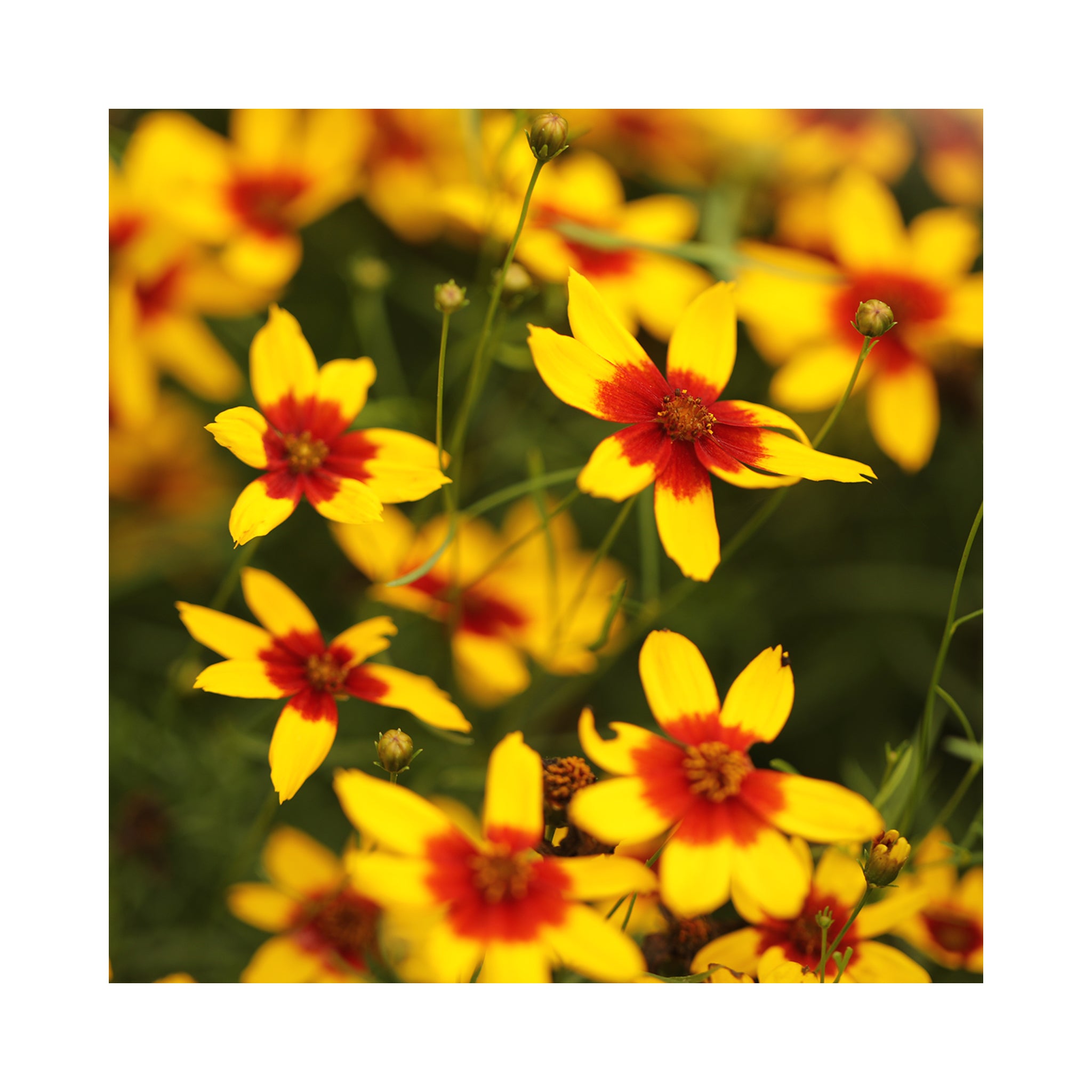 6 Pack of Hardy Perennial Cottage Garden Plants. Each Variety Labelled.