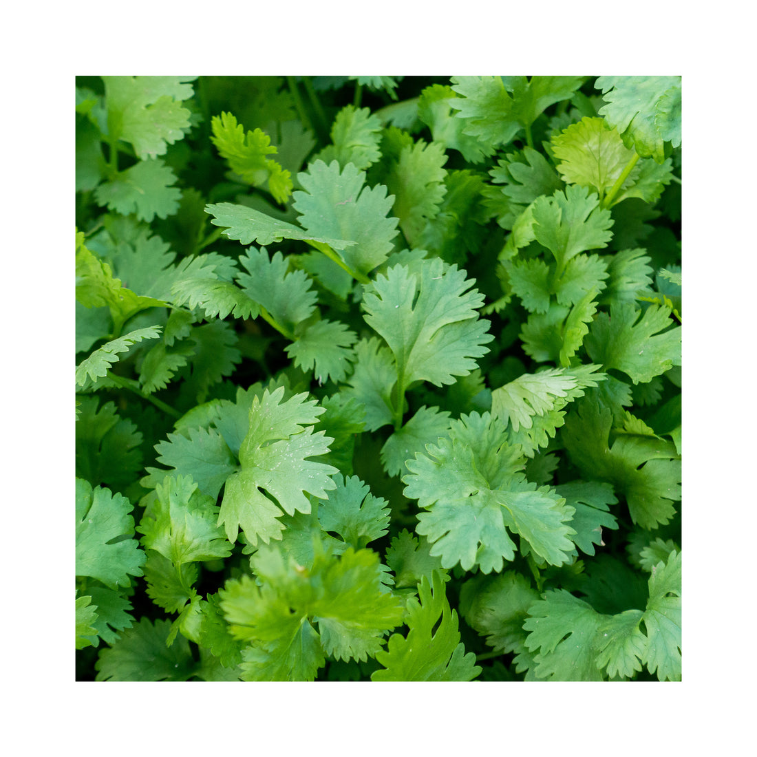 Coriander