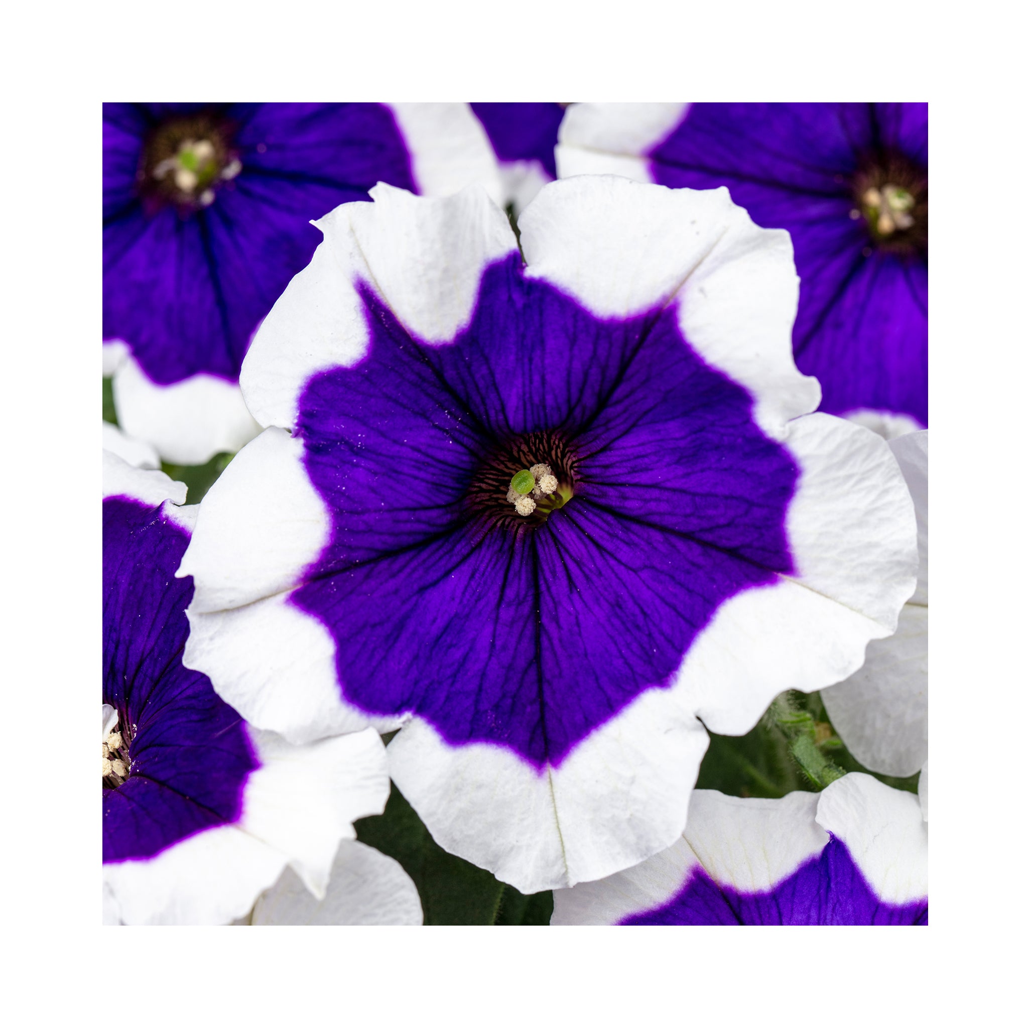 Petunia Crazytunia Blue Picotee