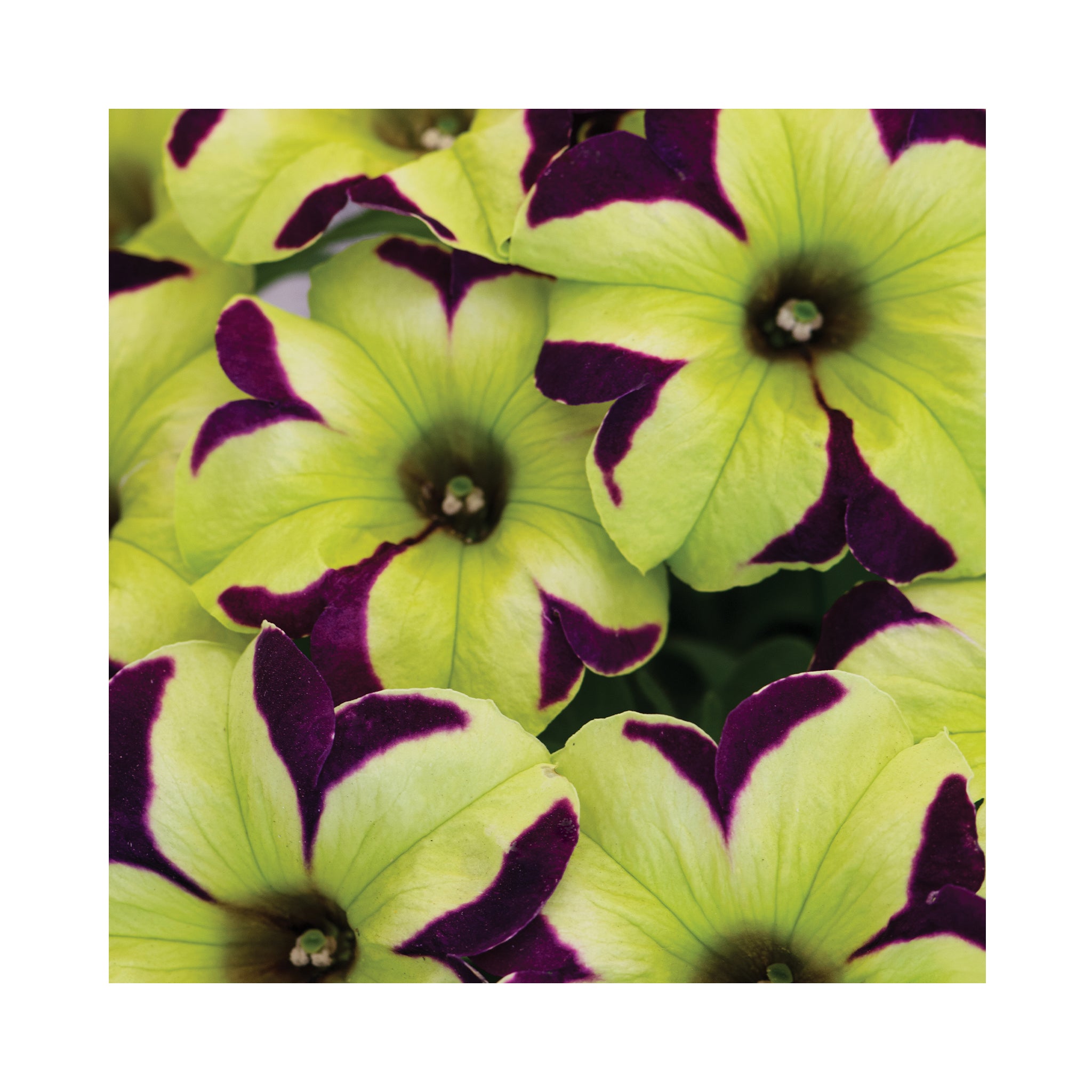 Petunia Crazytunia Collection