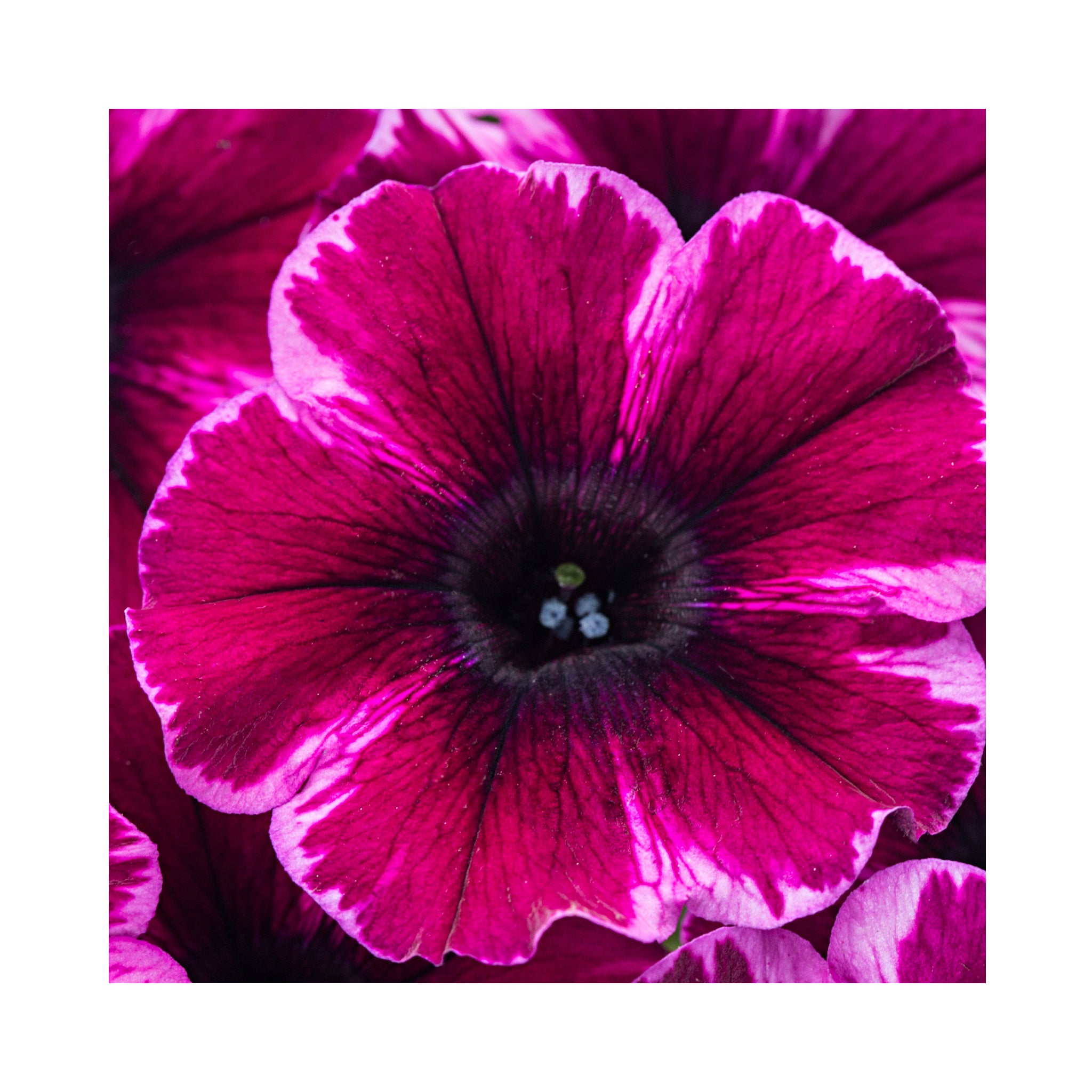 Petunia Crazytunia Collection