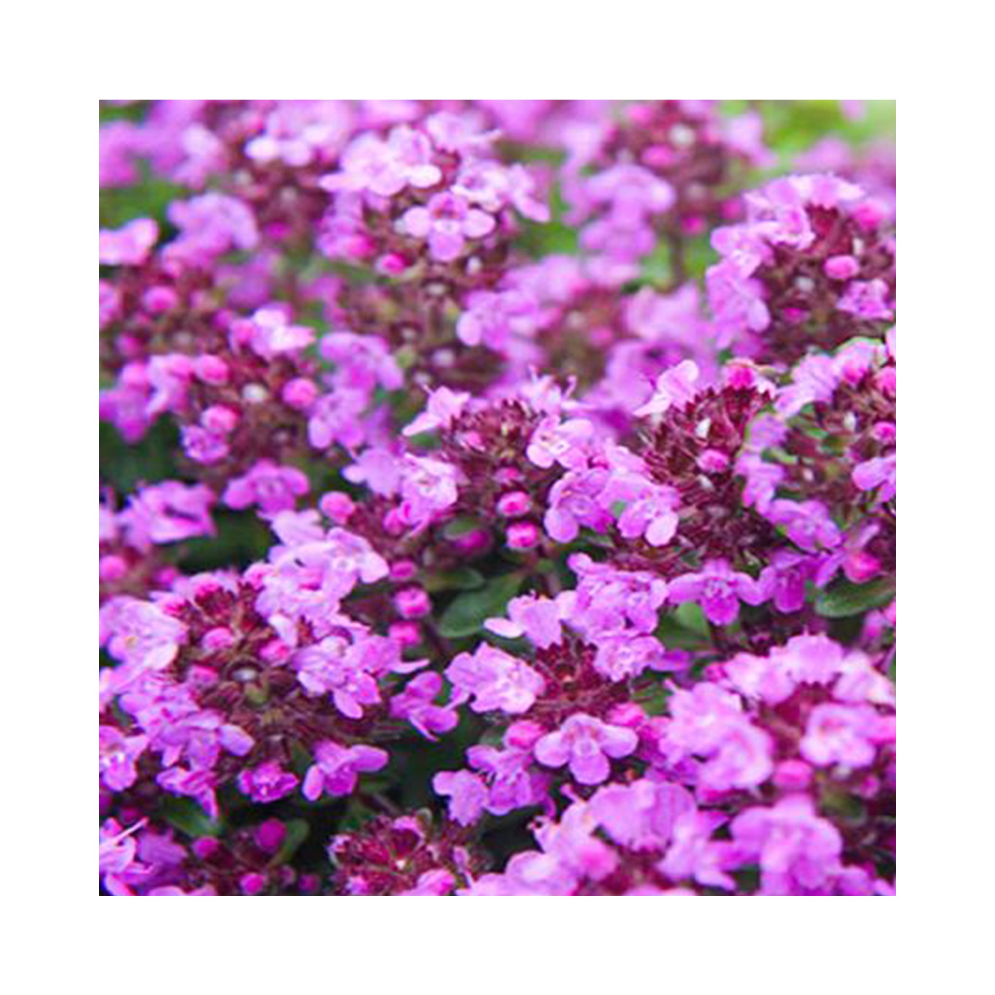 Thyme ultimate 12 Starter Plant collection