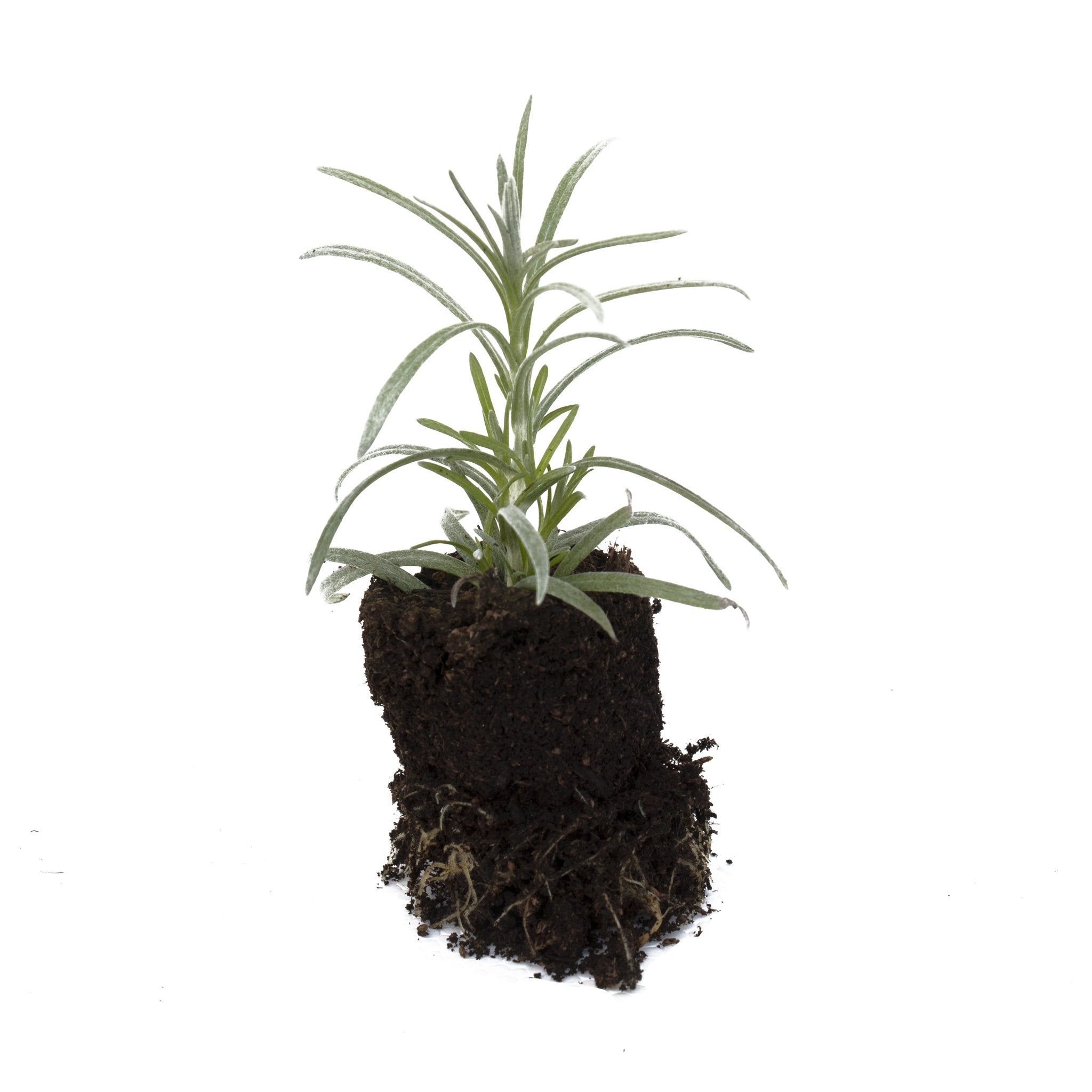 Curry Plant Herb Plant