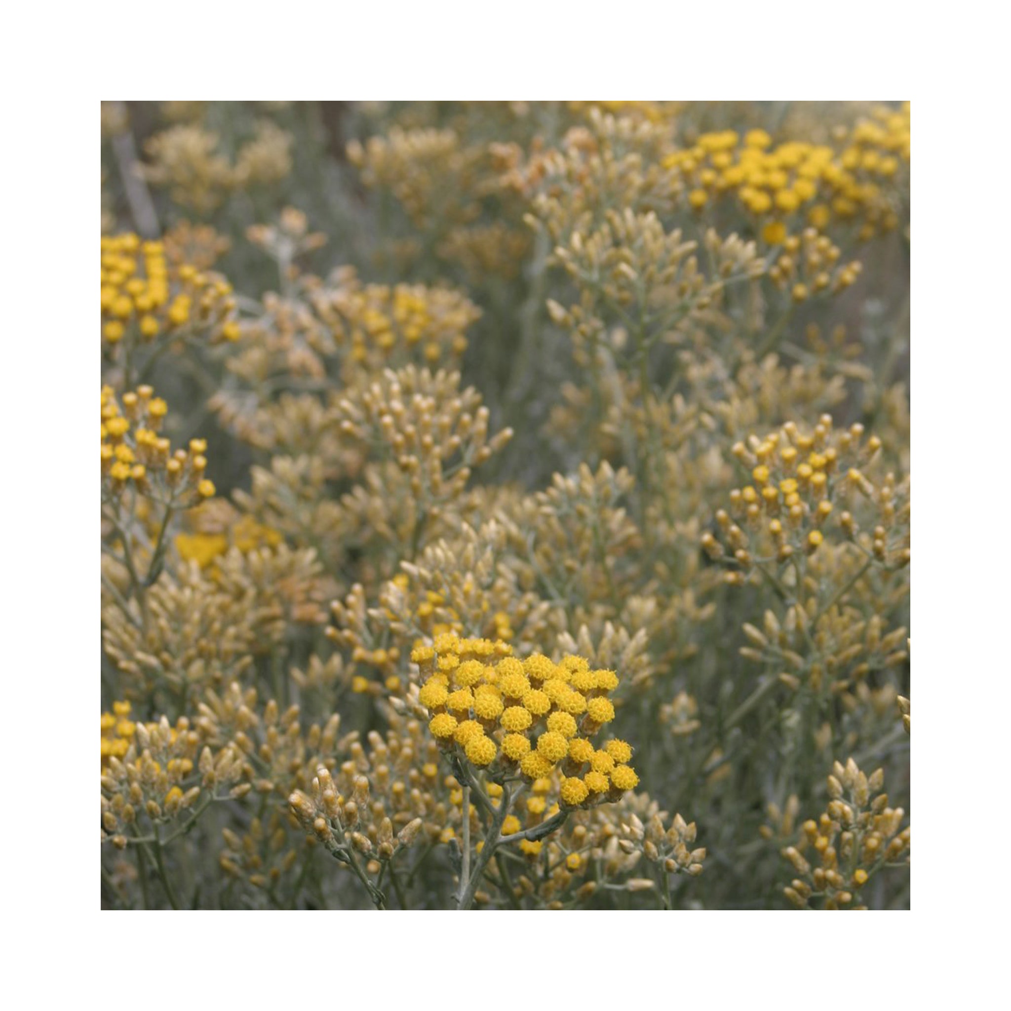 Curry Plant Dwarf