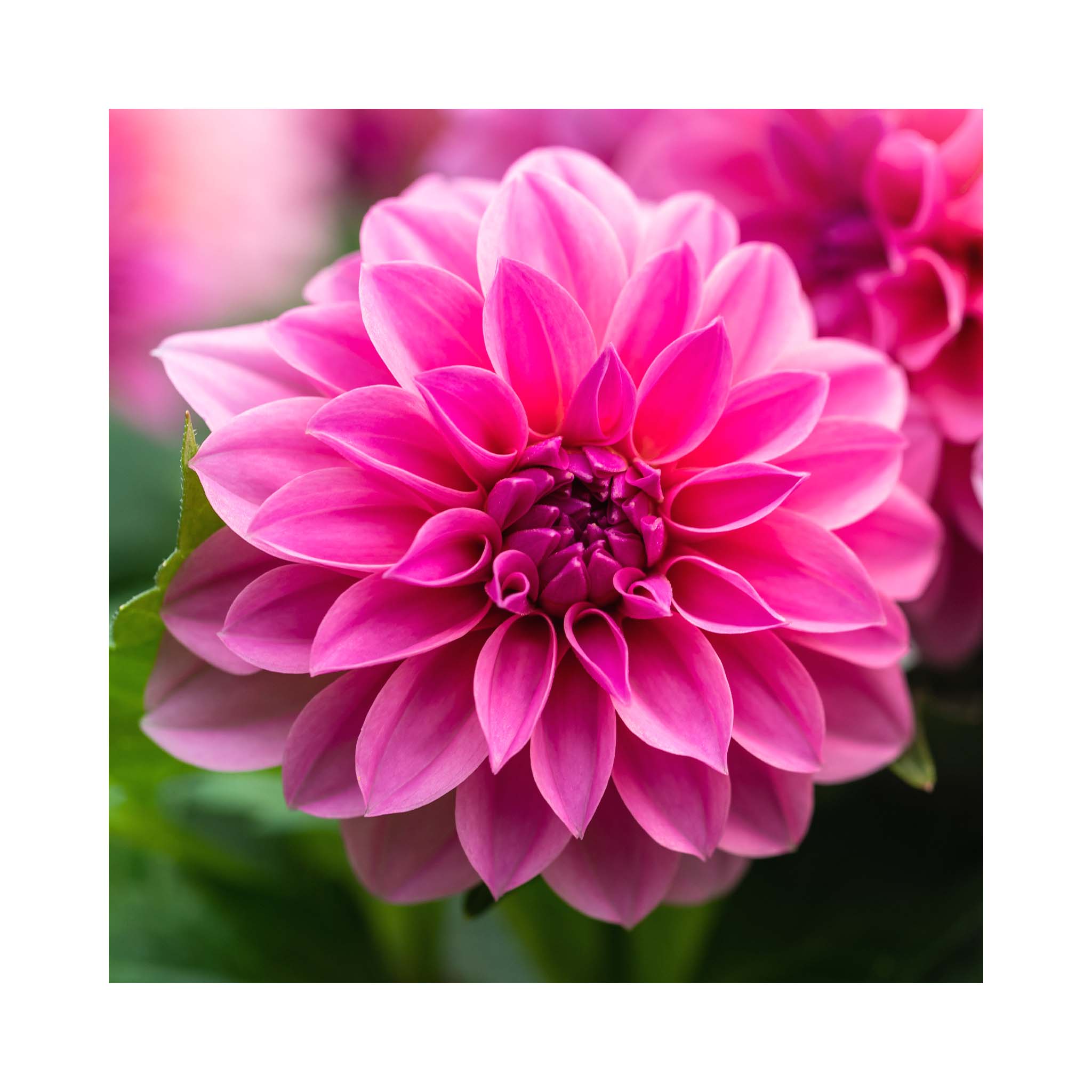 Dahlia Imagine XL Pink