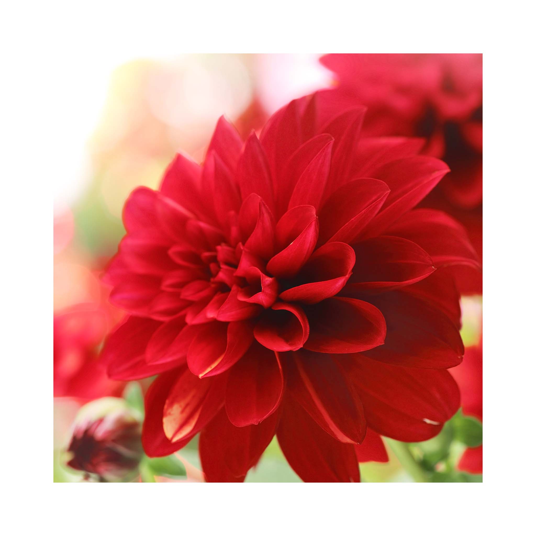 Dahlia Imagine XL Red