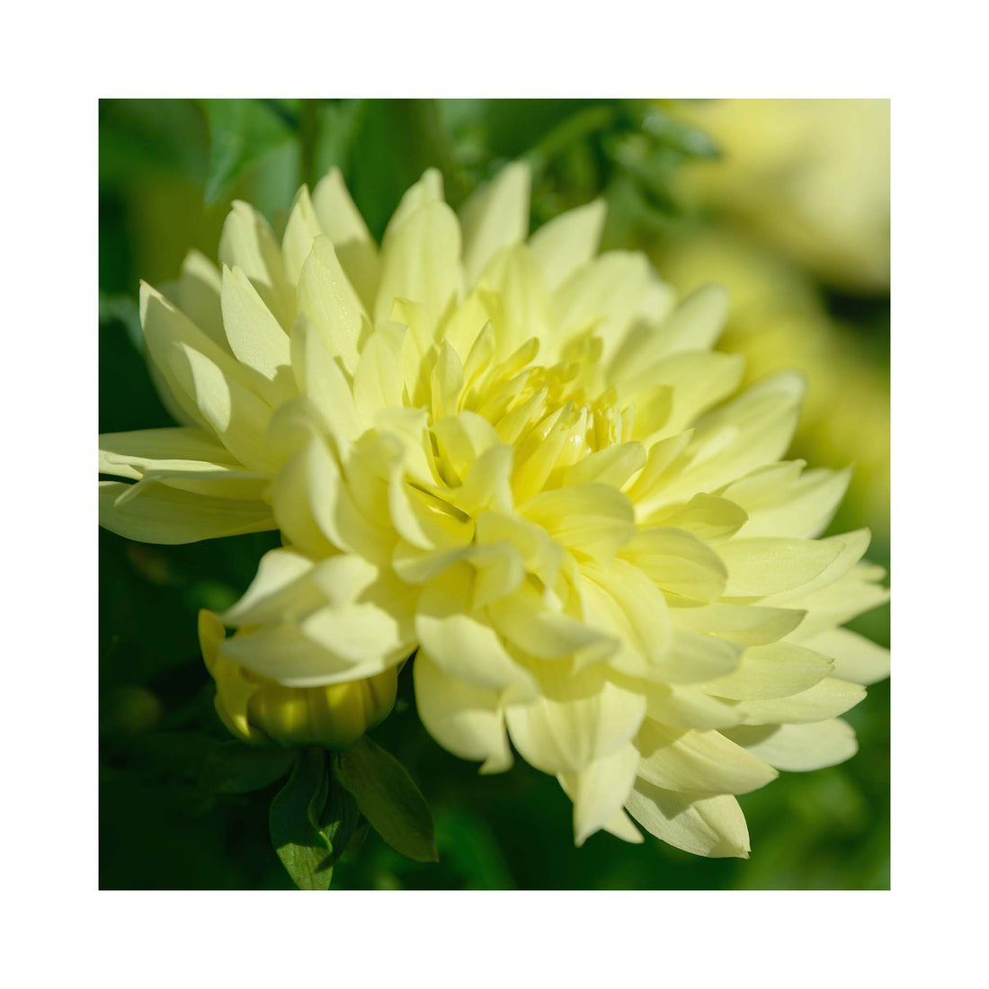 Dahlia Imagine XL Yellow