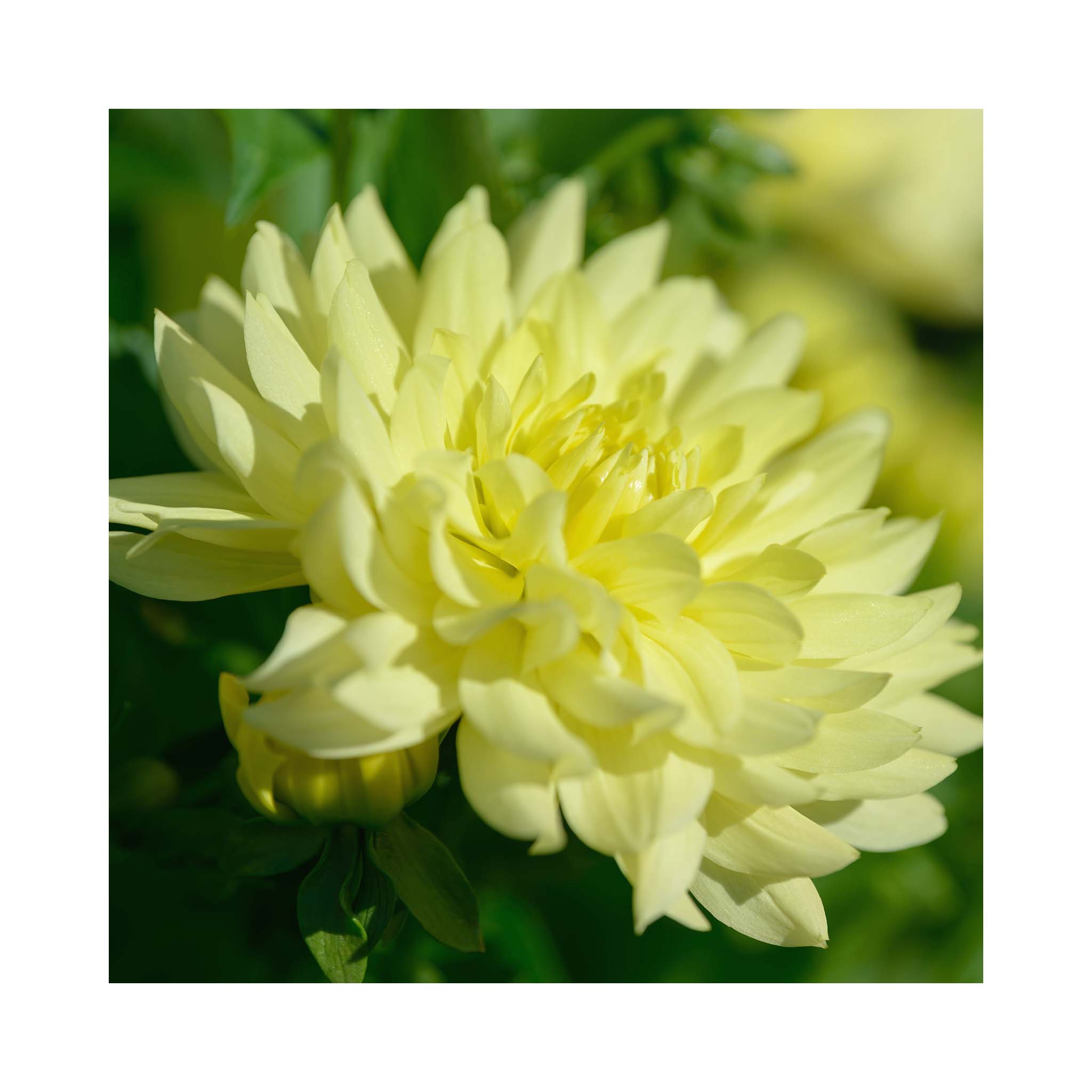 Dahlia Imagine XL Yellow