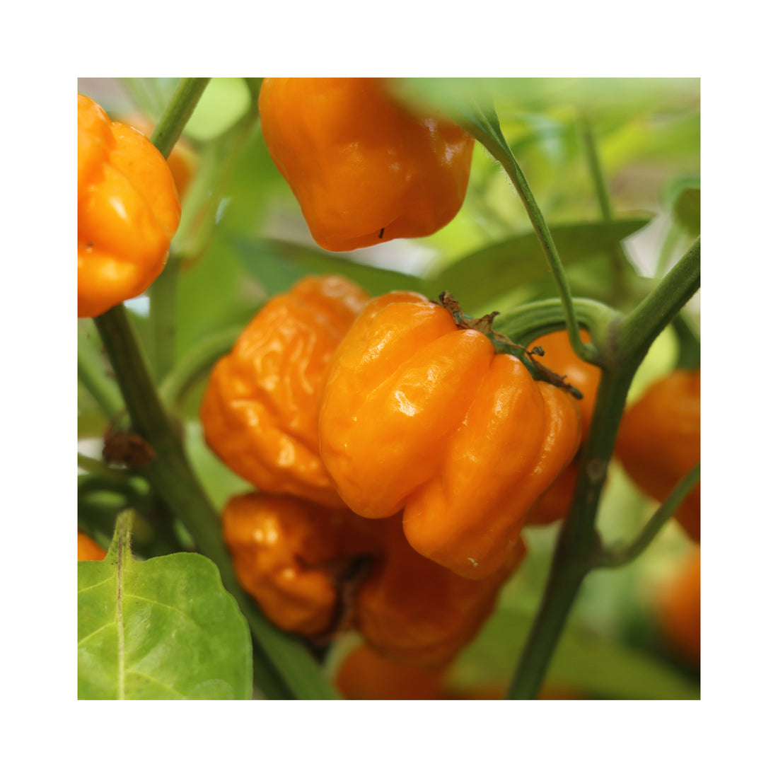 Chilli Devils Tongue Plant