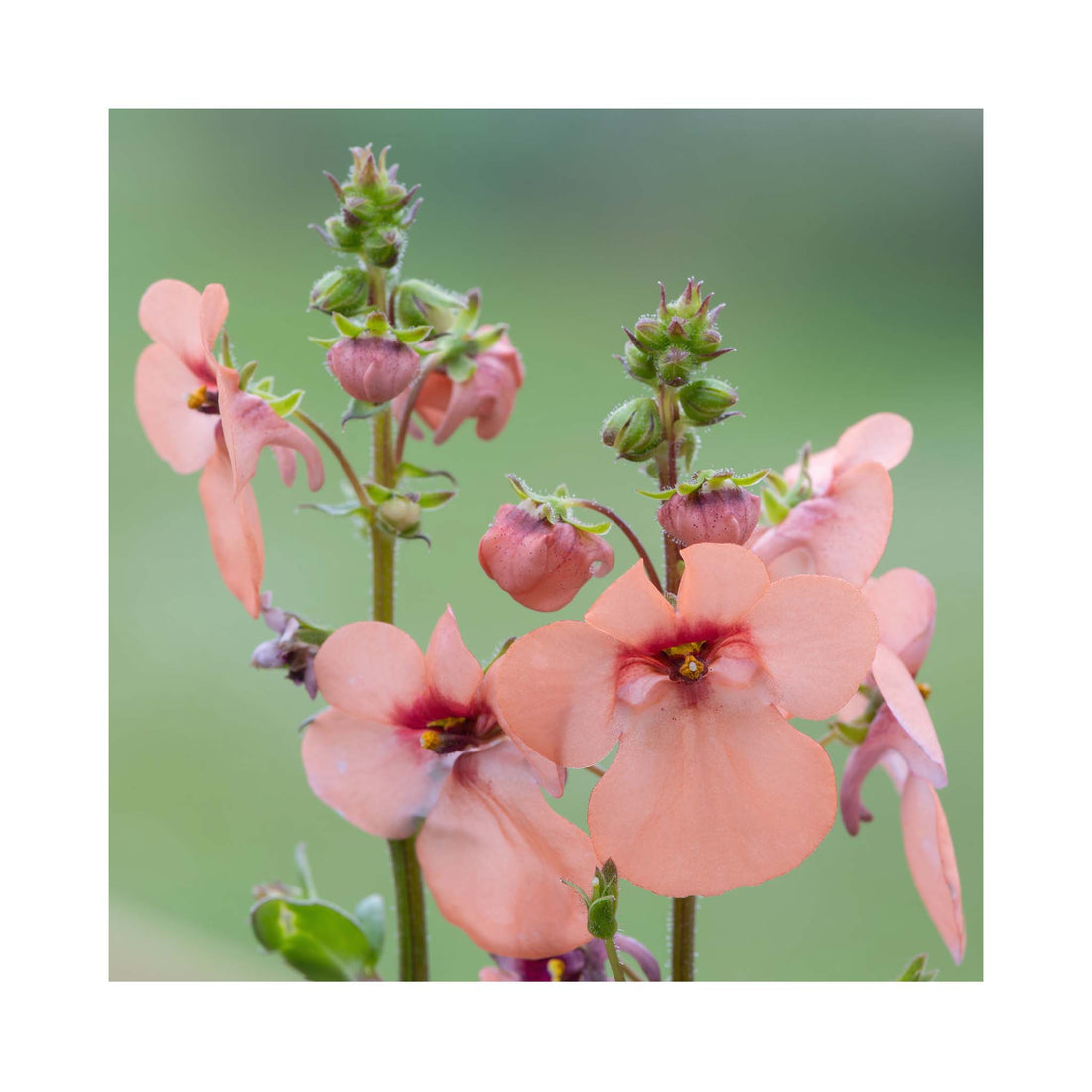 Apricot peach coloured flowers on a stem