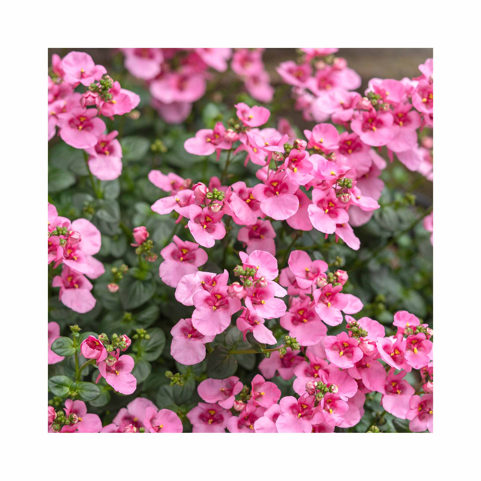 Pale to deep pink flowers cover green foliage