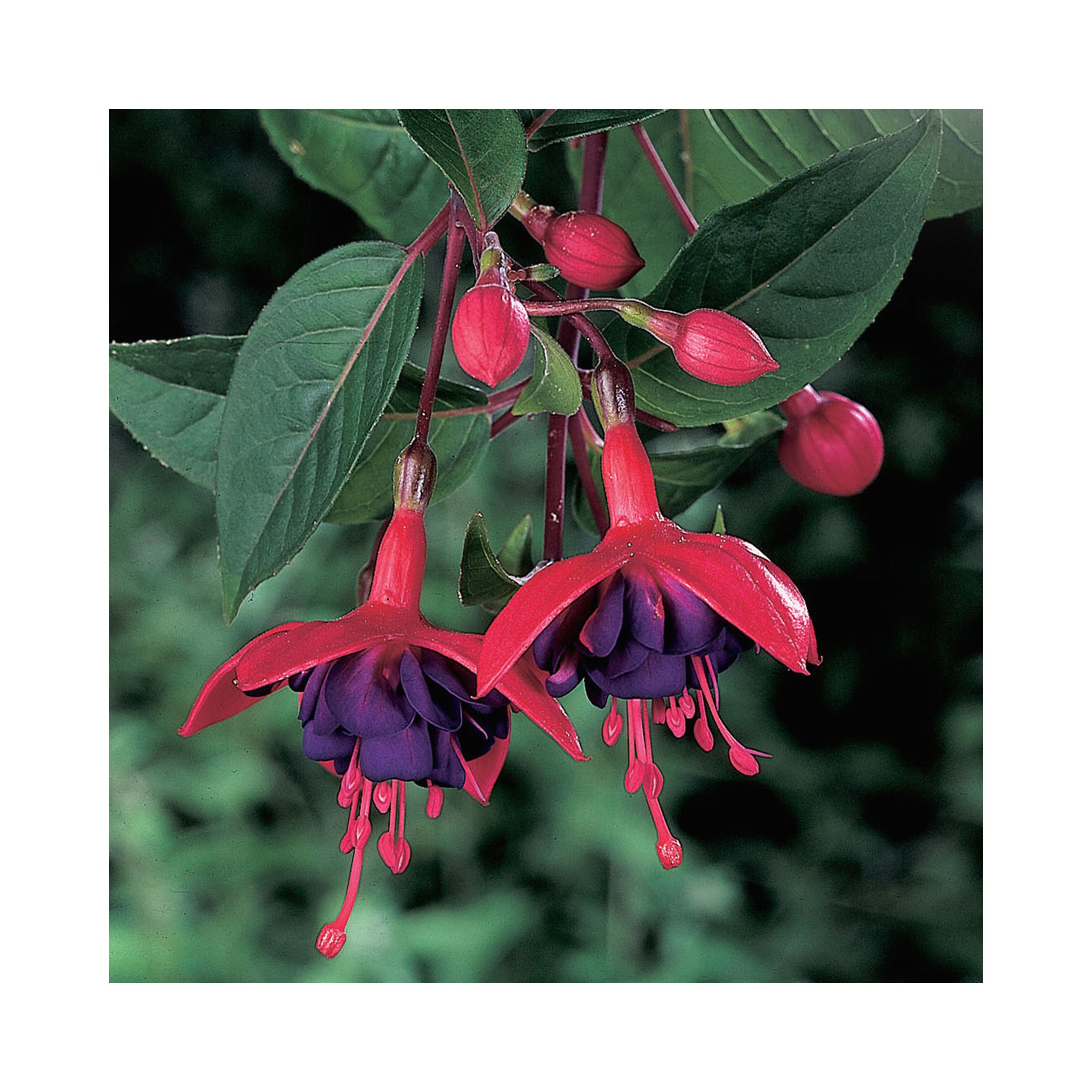 Bush Fuchsia Dollar Princess