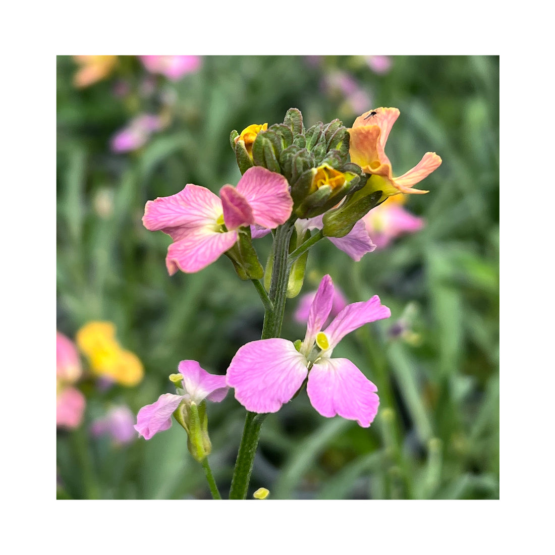 Erysimum Cheers Sun Kissed