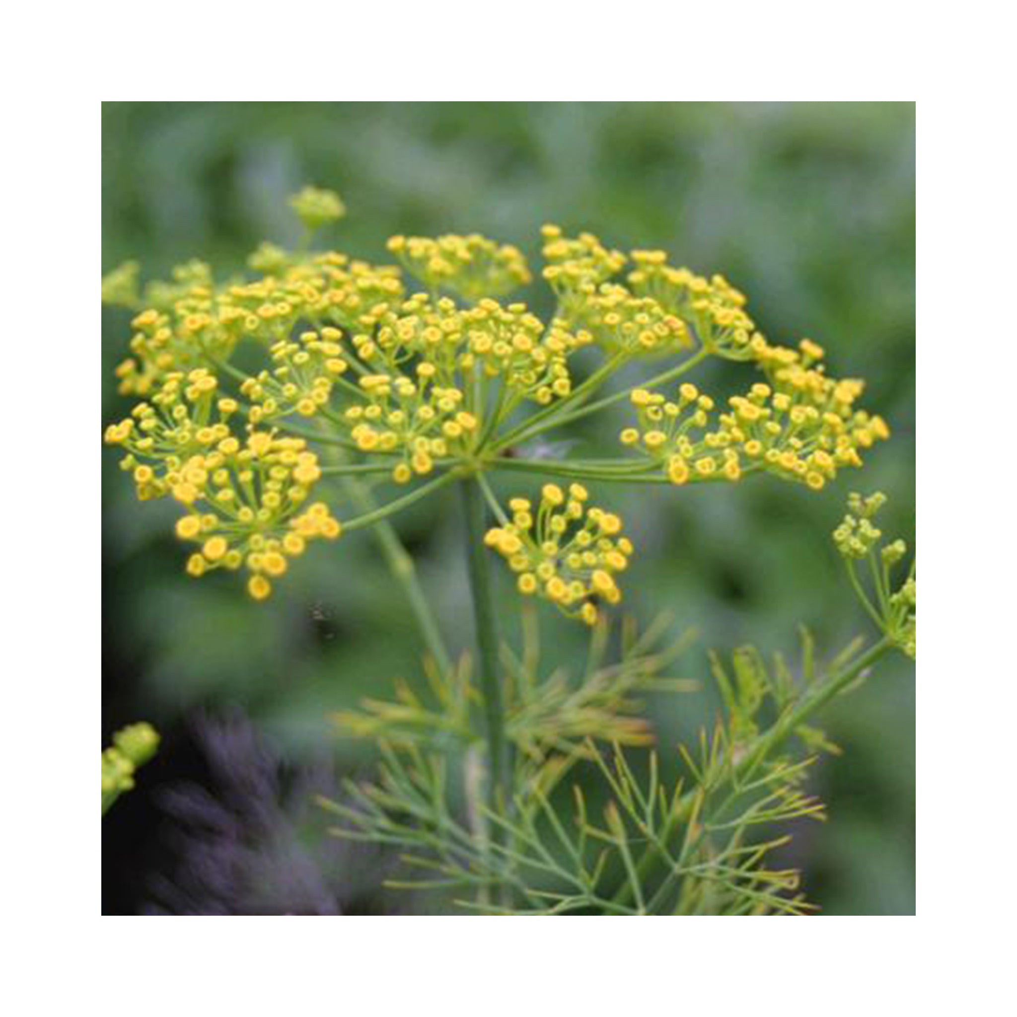 Dill Fernleaf