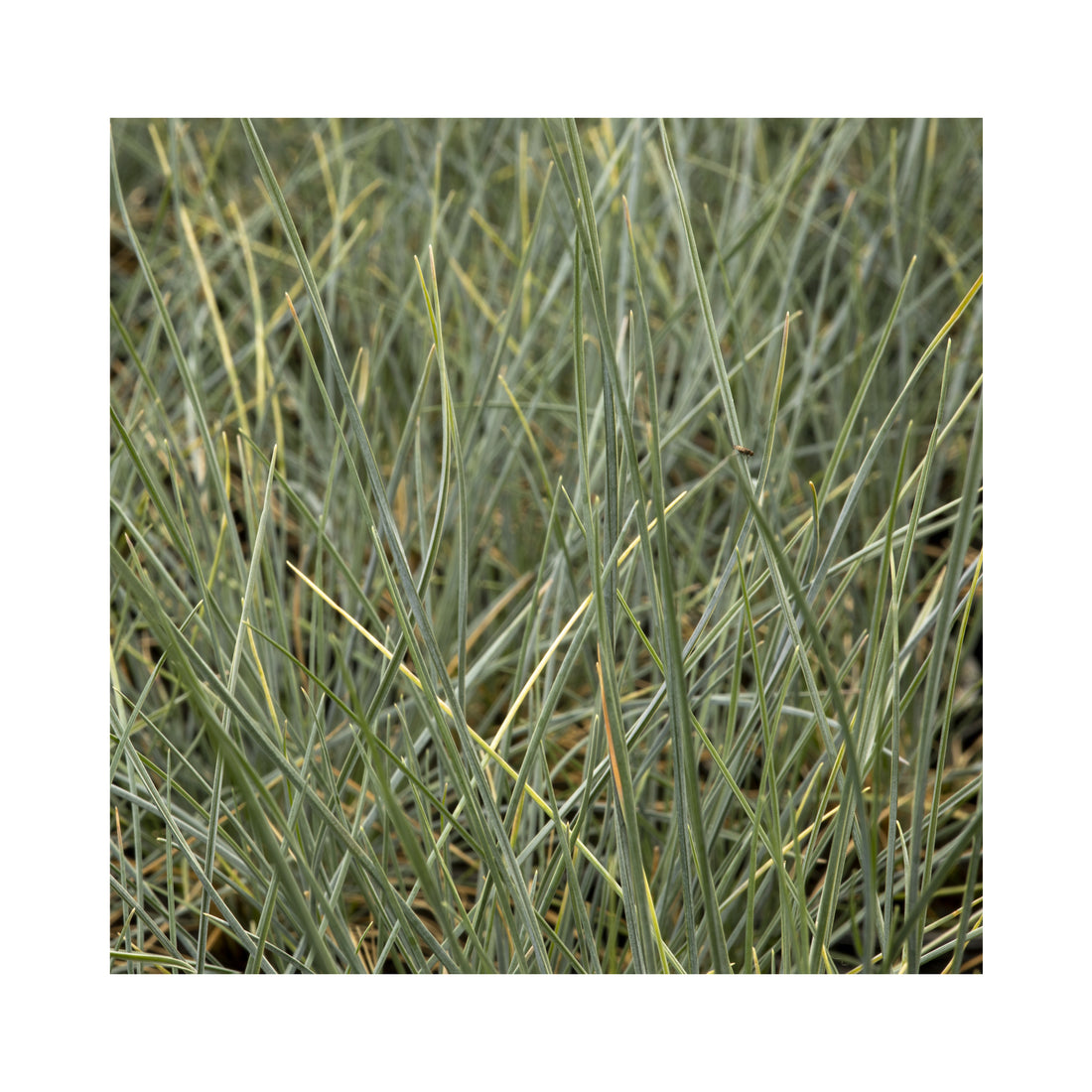 Festuca Elijjah Blue