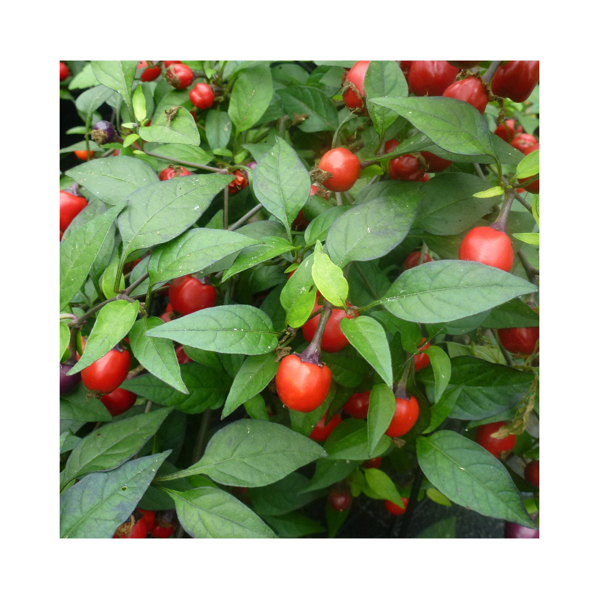 Ornamental Chilli Plant Collection 6 potted plants (they taste good too!)
